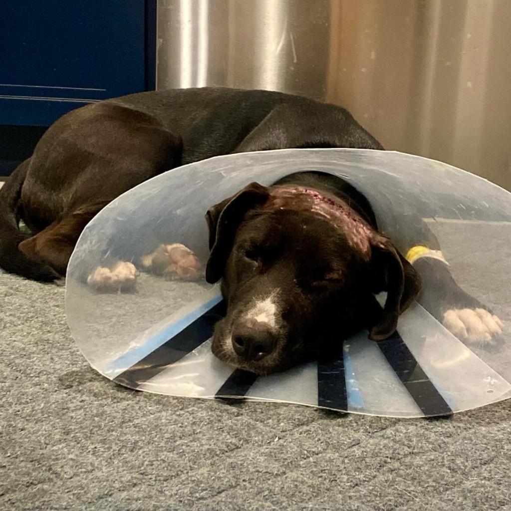 Enlarge Rambo, a Adoptable mixed breed in Bartlett, TN image 5/6