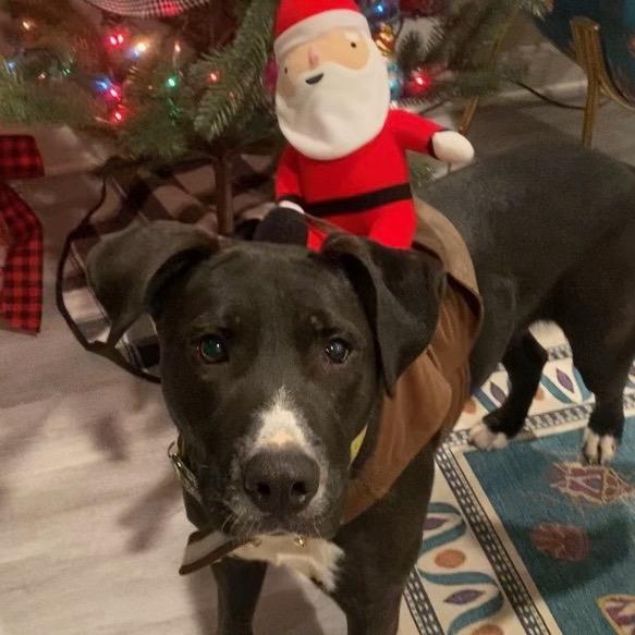 Enlarge Rambo, a Adoptable mixed breed in Bartlett, TN image 6/6