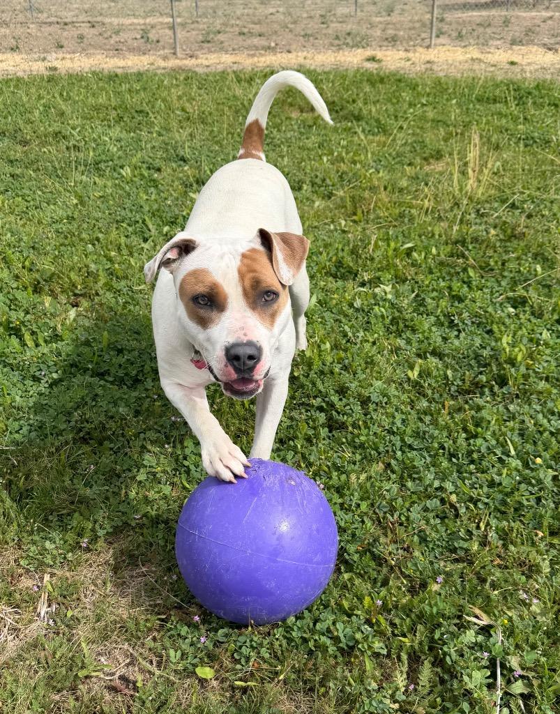 Enlarge Goggles, a Adoptable mixed breed in Grants Pass, OR image 3/3