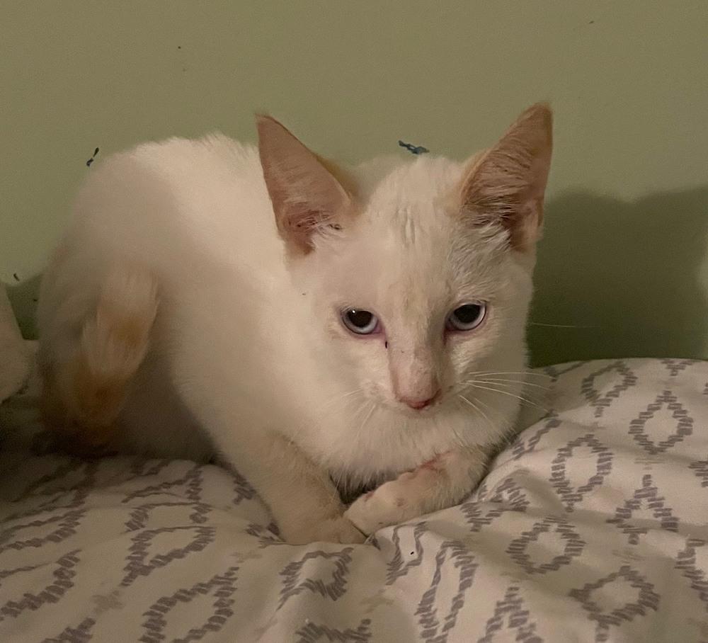 Washington, Adopted, Kitten Male Siamese & Domestic Short Hair.