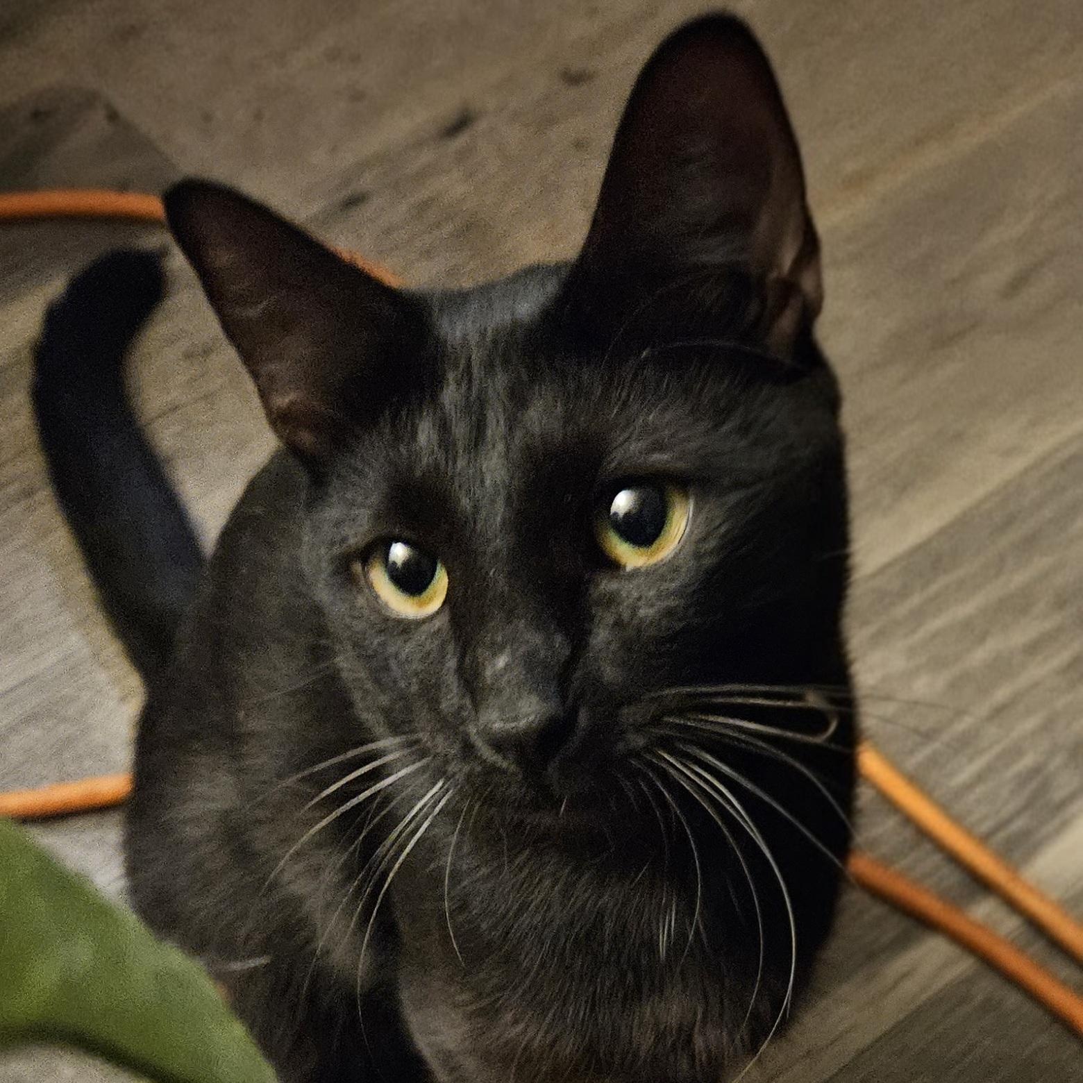 Neo