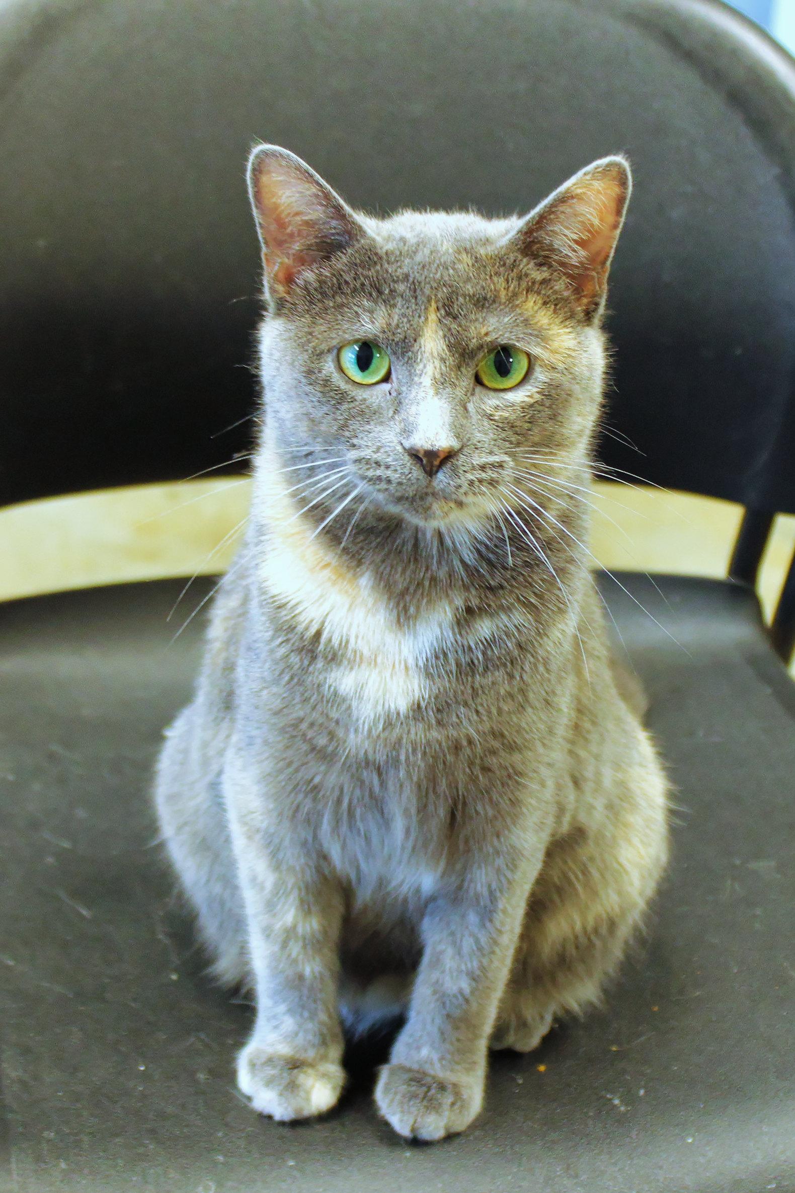 Josie, a ADOPTABLE Dilute Tortoiseshell in Urbana, OH image 2/6