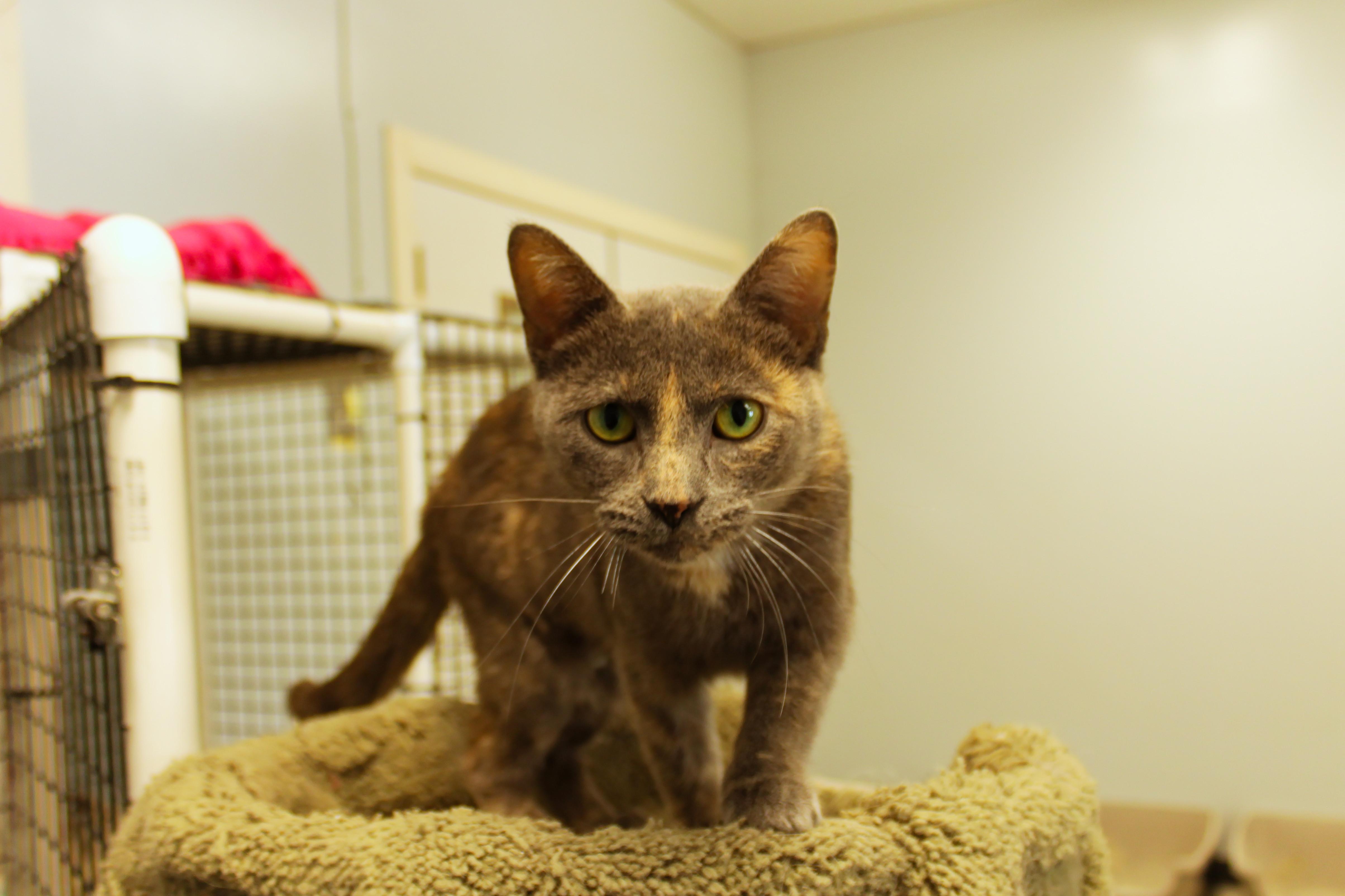 Josie, a ADOPTABLE Dilute Tortoiseshell in Urbana, OH image 5/6