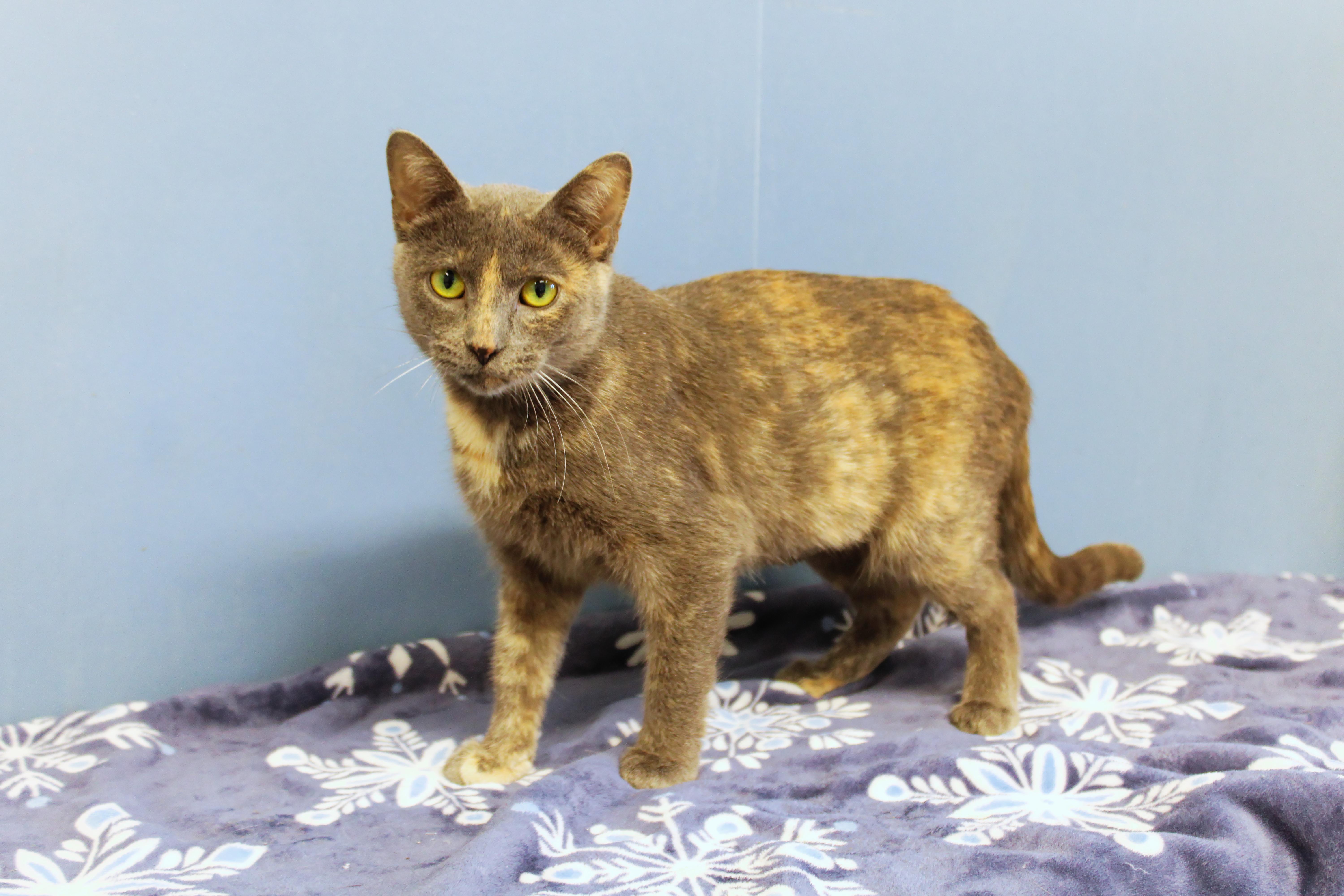 Josie, a ADOPTABLE Dilute Tortoiseshell in Urbana, OH image 3/6