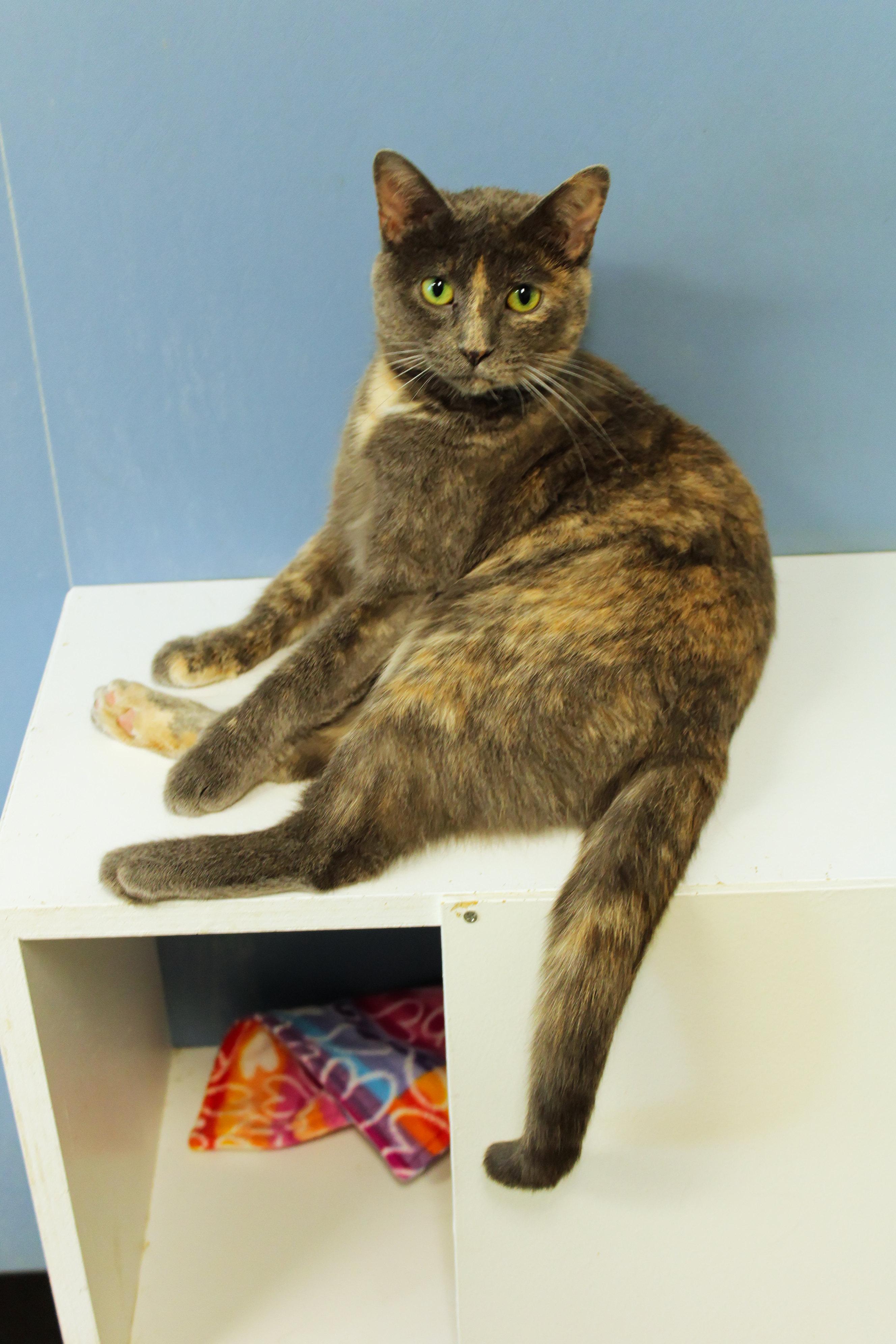 Josie, a ADOPTABLE Dilute Tortoiseshell in Urbana, OH image 1/6