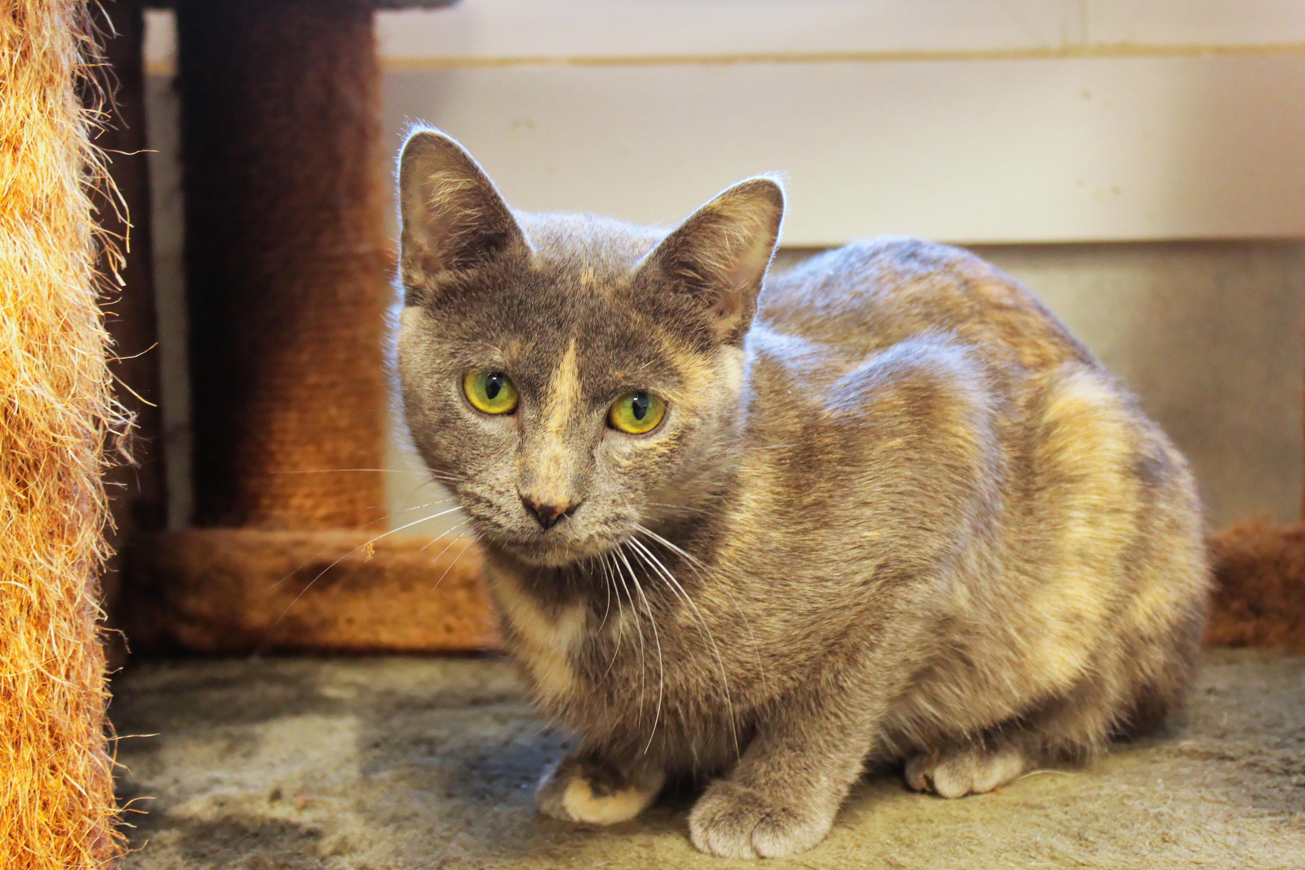 Josie, a ADOPTABLE Dilute Tortoiseshell in Urbana, OH image 1/6