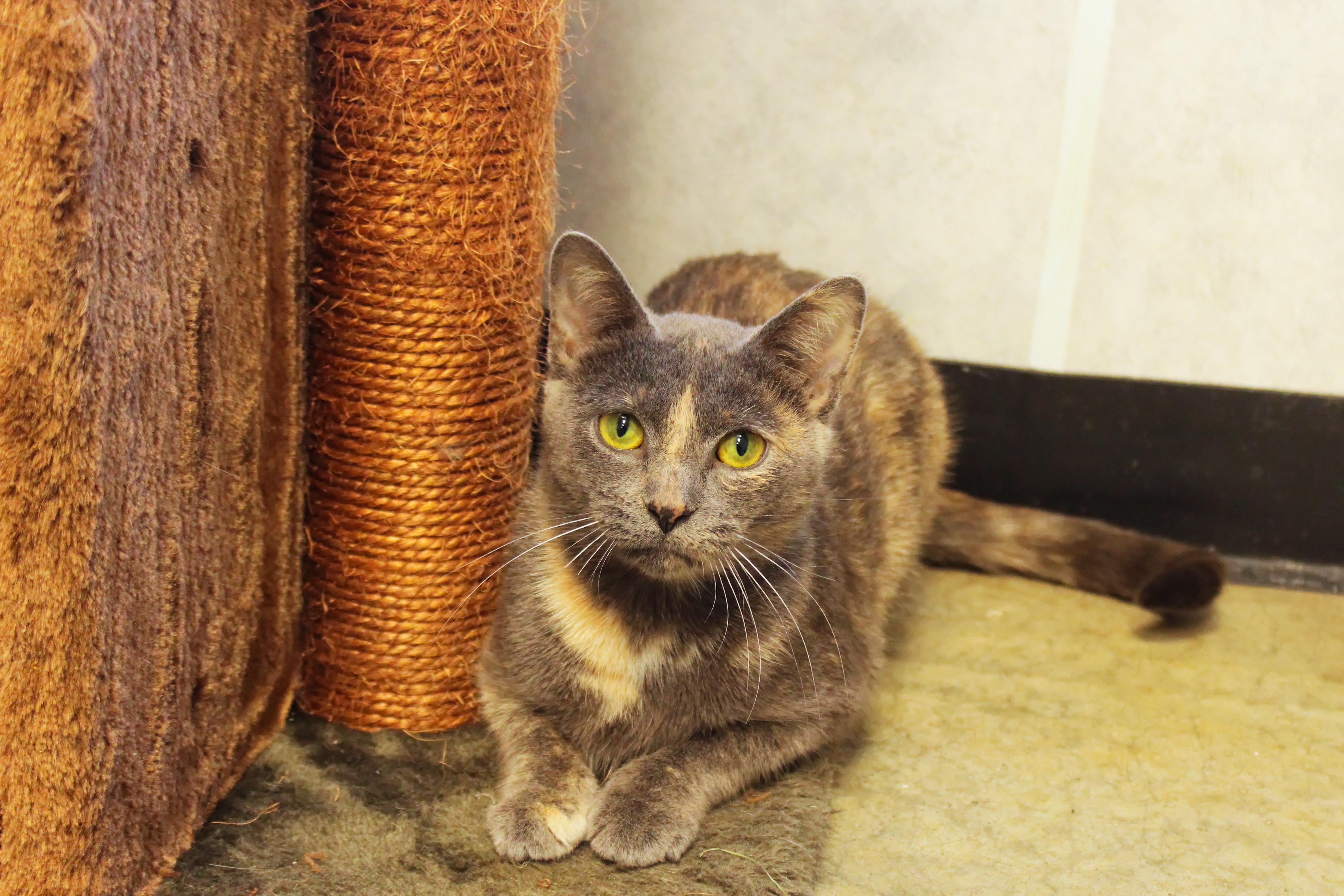Josie, a ADOPTABLE Dilute Tortoiseshell in Urbana, OH image 4/6