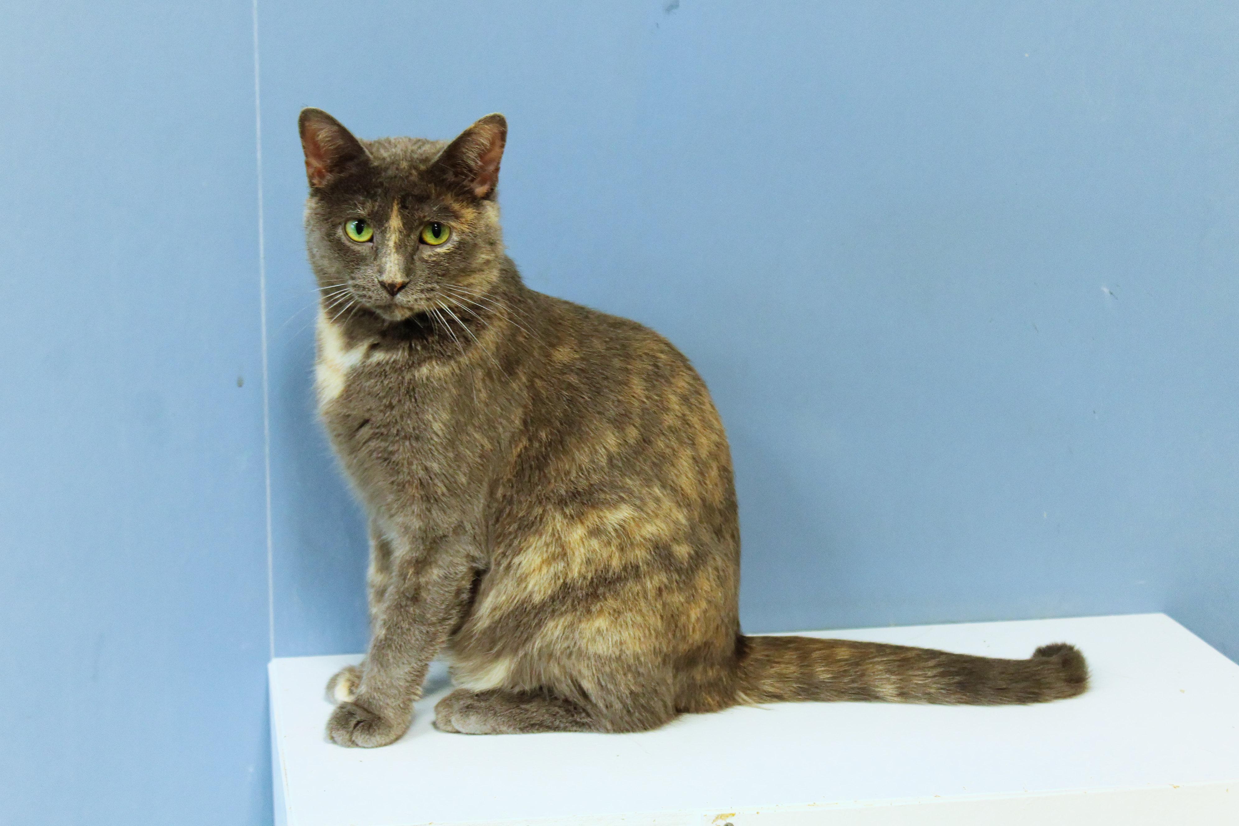 Josie, a ADOPTABLE Dilute Tortoiseshell in Urbana, OH image 3/6