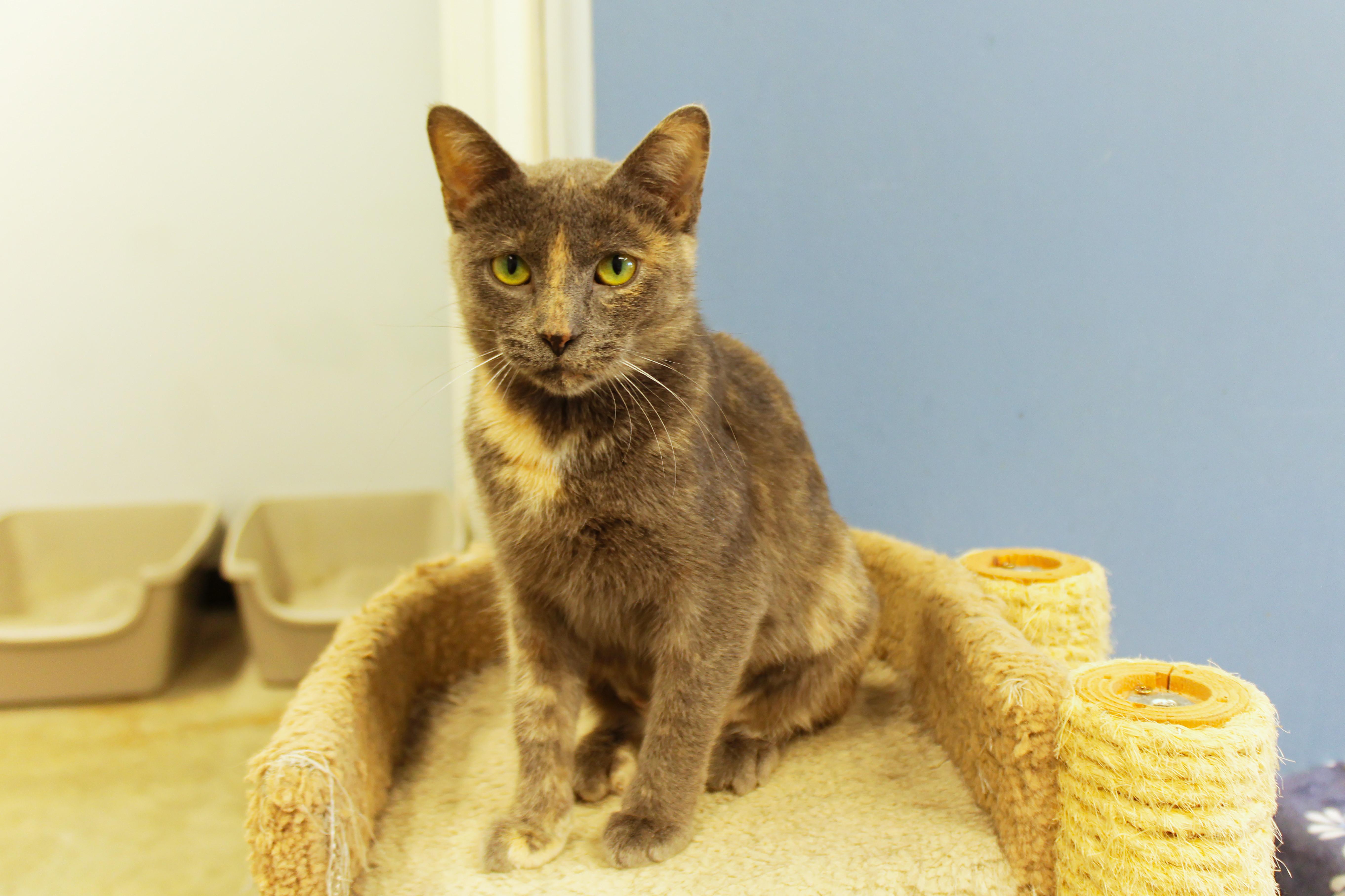 Josie, a ADOPTABLE Dilute Tortoiseshell in Urbana, OH image 2/6