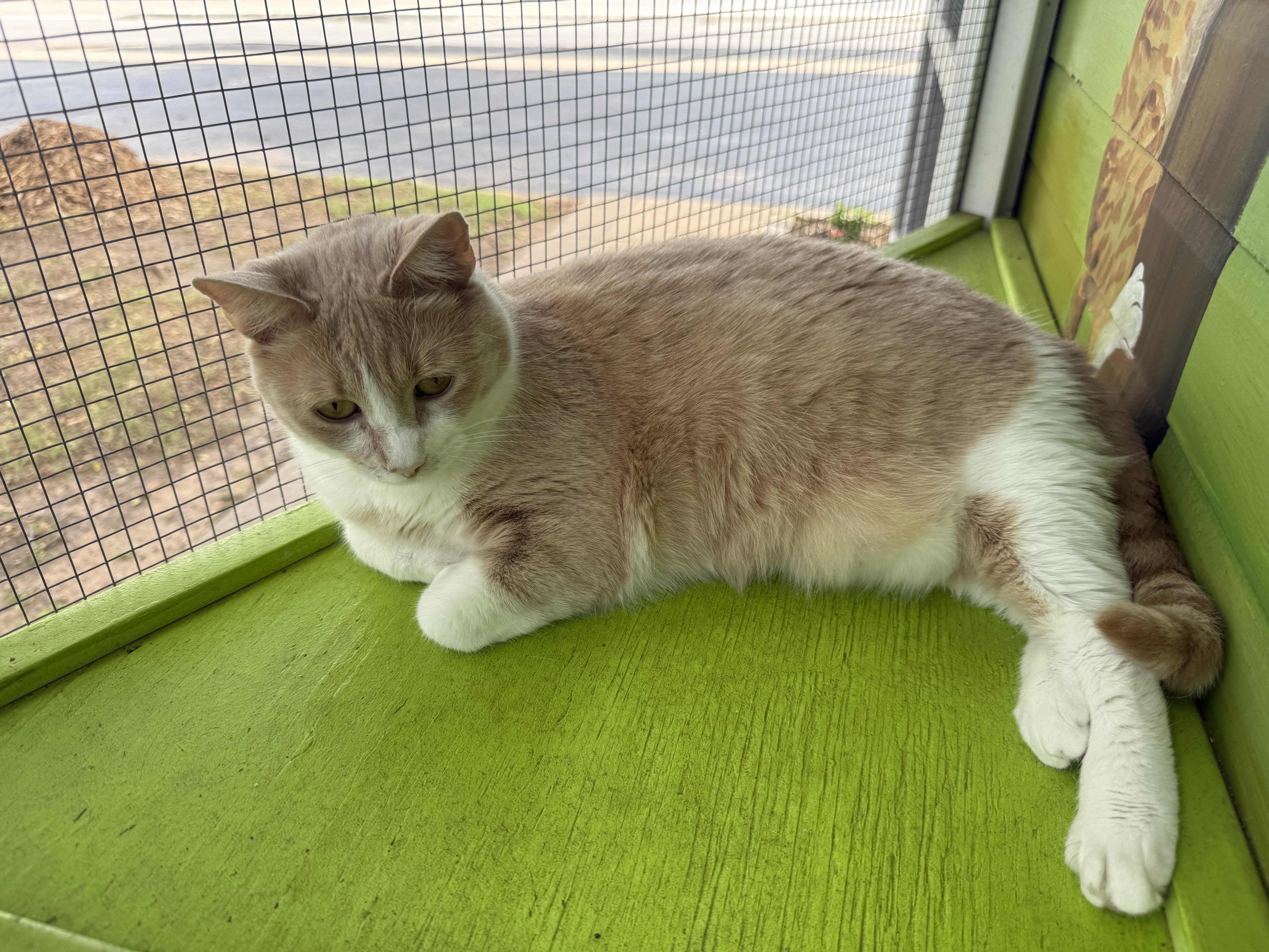 Enlarge Khaleesi, an adoptable mixed breed in Weatherford, TX image 1/5