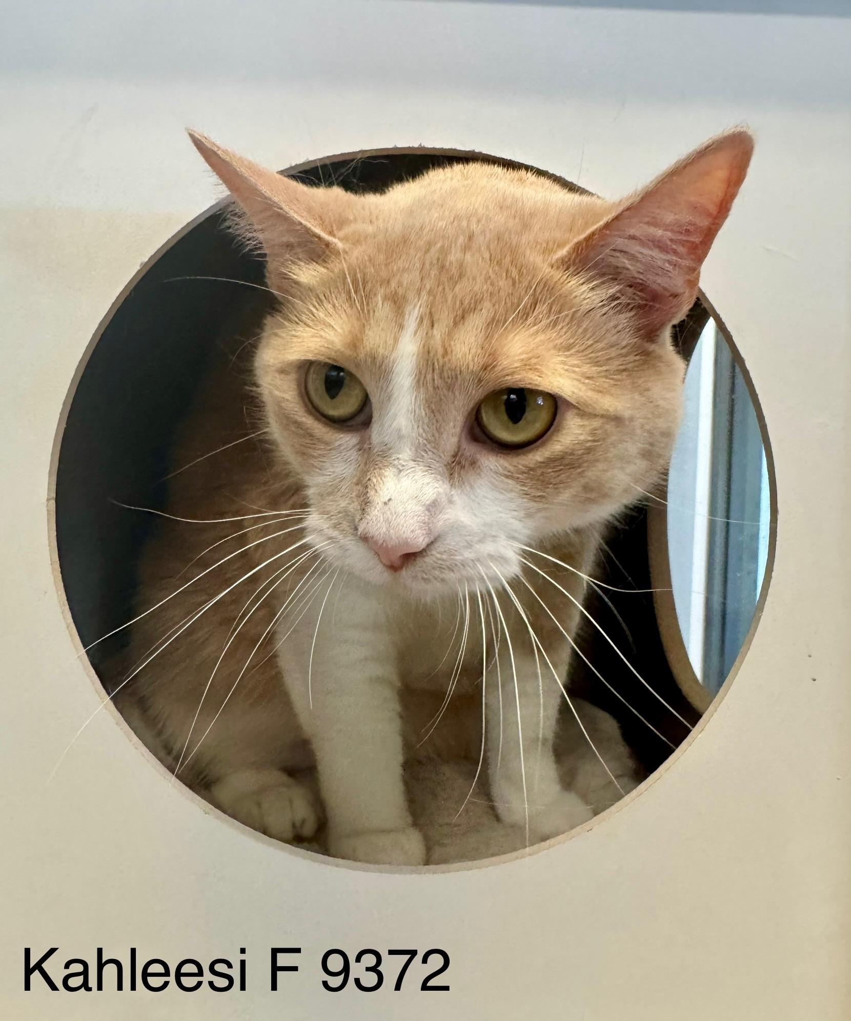 Enlarge Khaleesi, an adoptable mixed breed in Weatherford, TX image 3/5