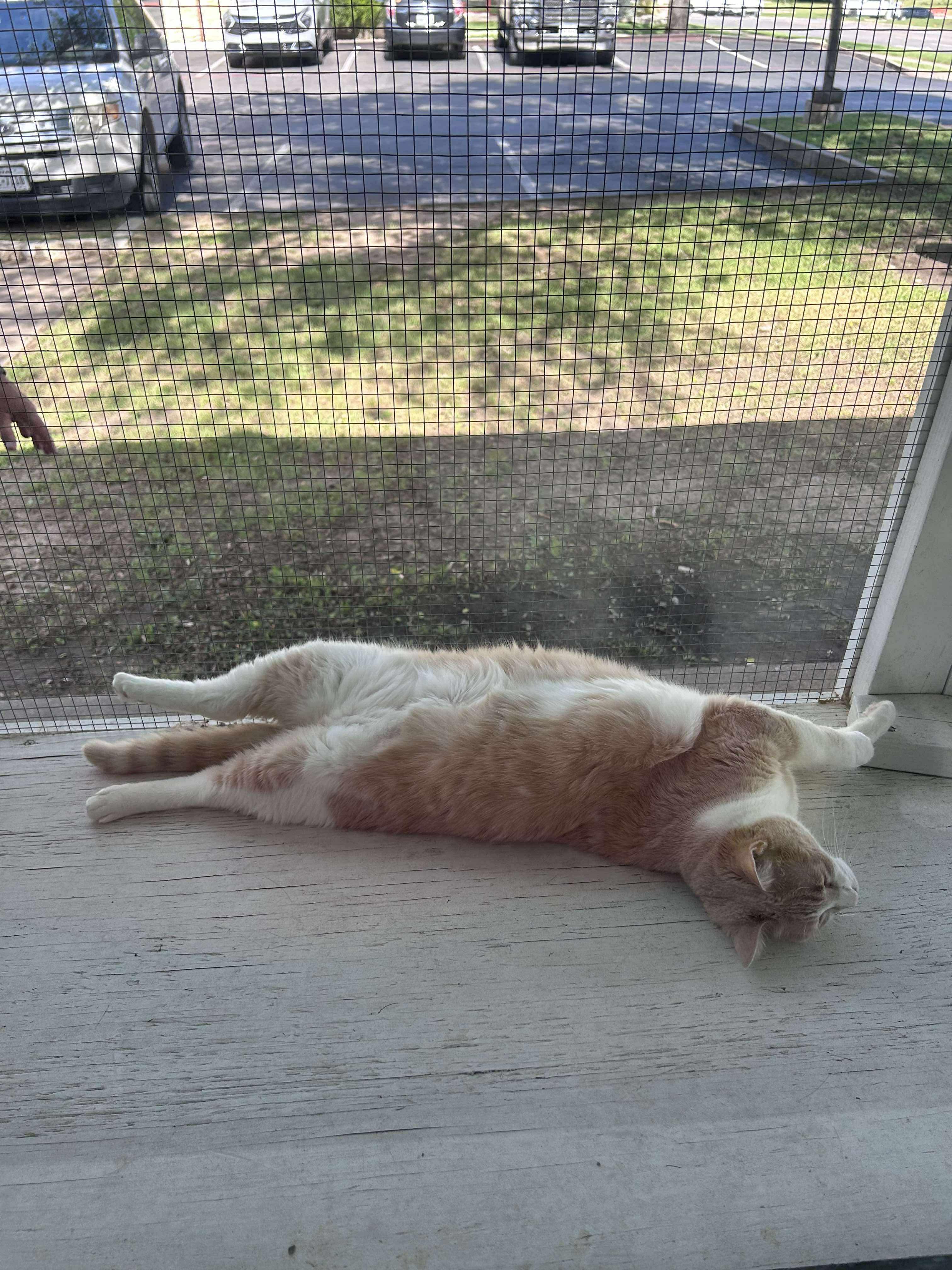 Enlarge Khaleesi, an adoptable mixed breed in Weatherford, TX image 4/5