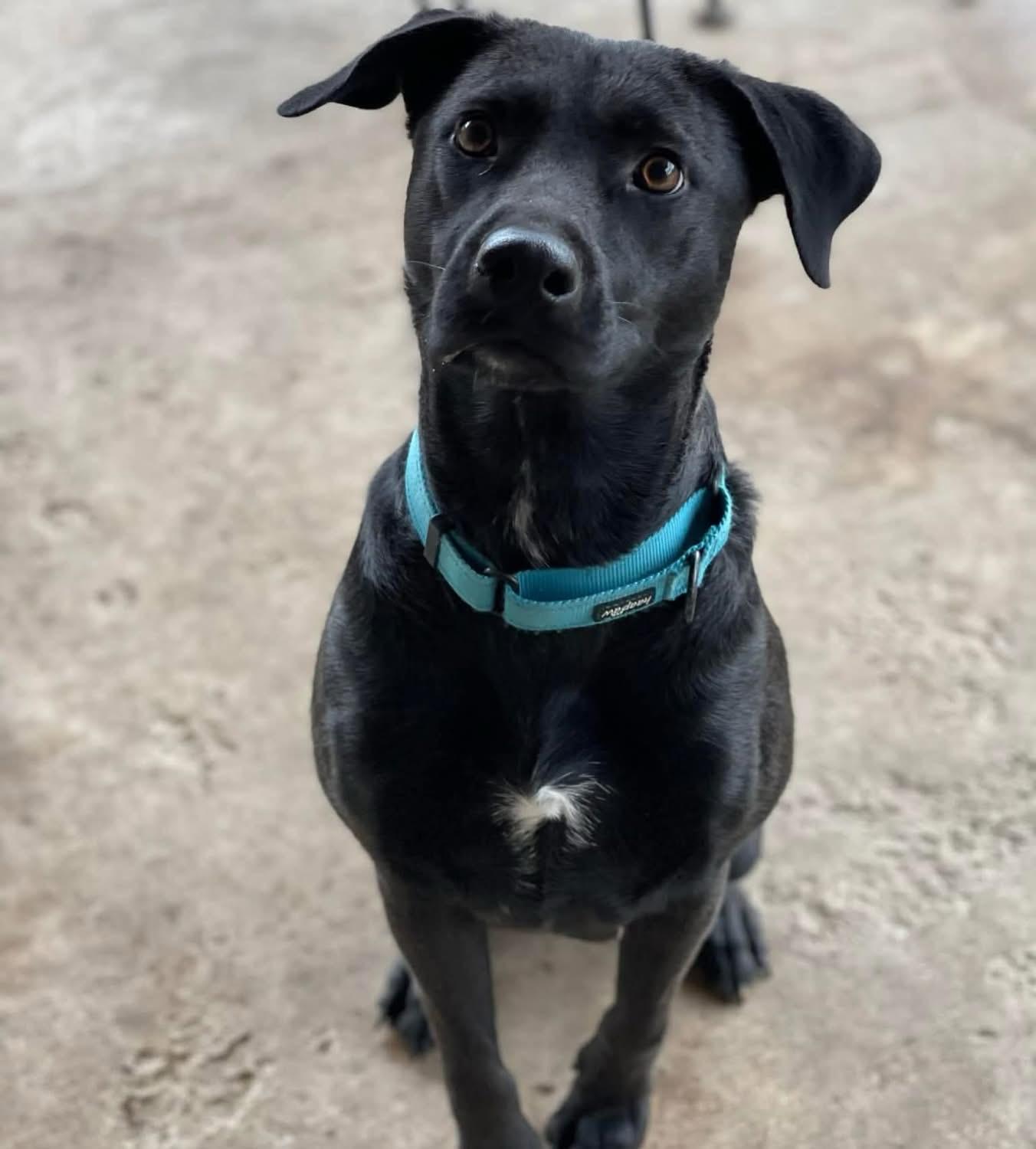 Tanzee, a ADOPTABLE mixed breed in Salem, NH image 5/5