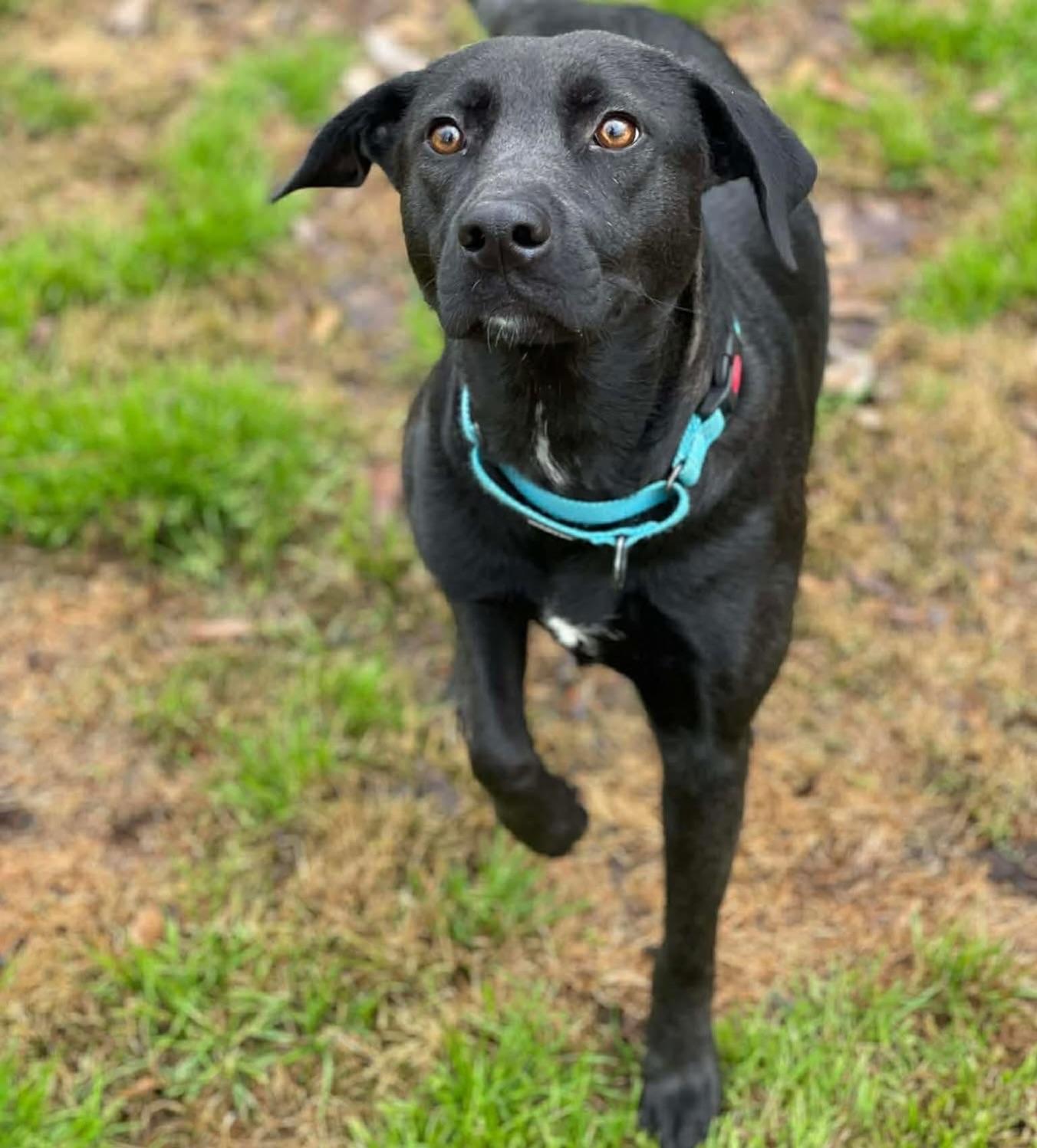 Tanzee, a ADOPTABLE mixed breed in Salem, NH image 4/5