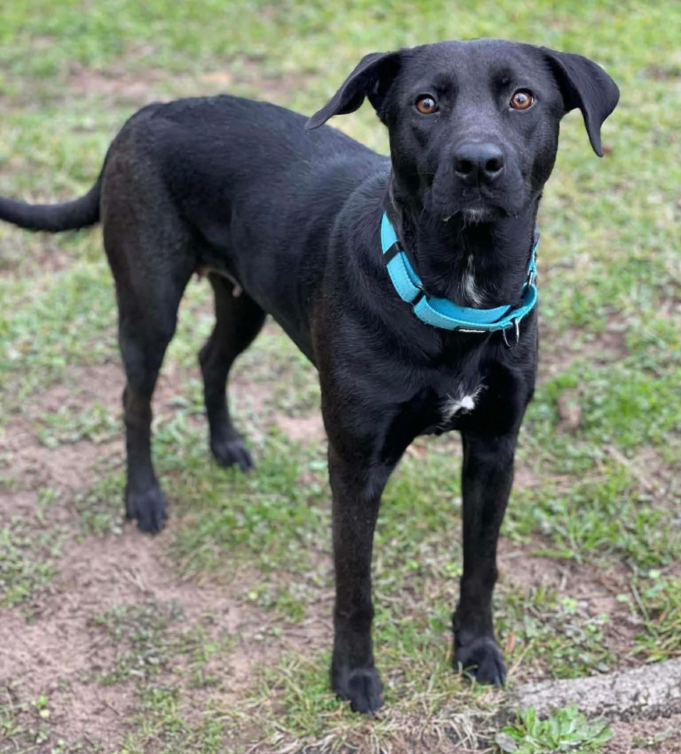Tanzee, a ADOPTABLE mixed breed in Salem, NH image 2/5