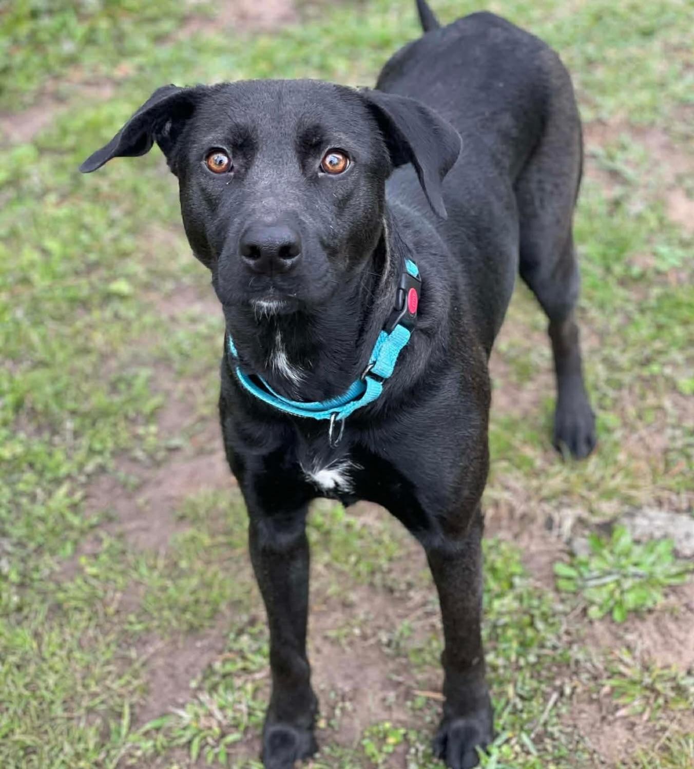 Tanzee, a ADOPTABLE mixed breed in Salem, NH image 1/5