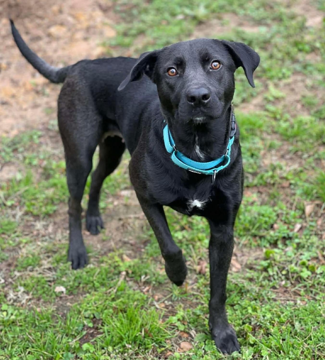Tanzee, a ADOPTABLE mixed breed in Salem, NH image 3/5