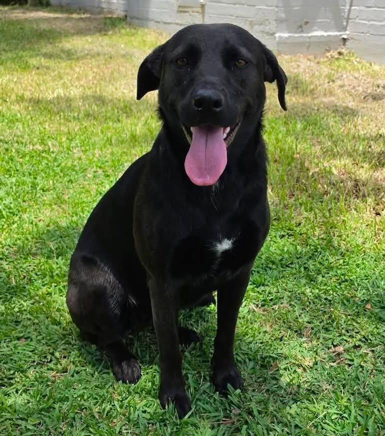 Tanzee, ADOPTABLE, Adult Female Black Labrador Retriever.
