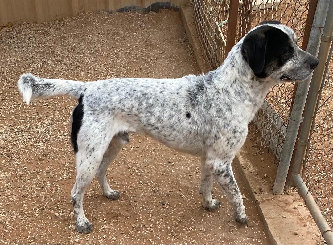 Vance, Adoptable, Adult Male Mixed Breed.