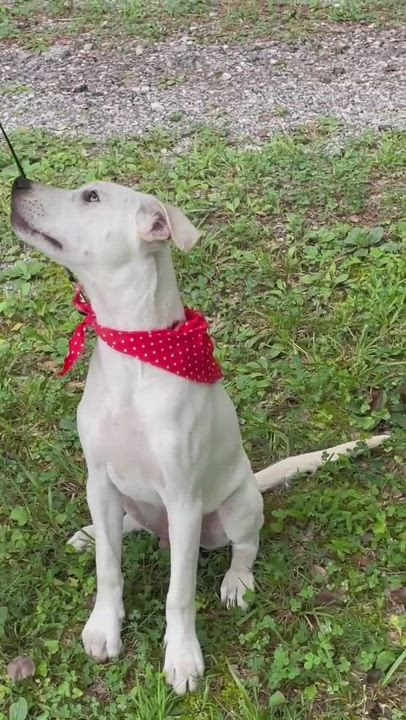 Enlarge Truman, a Adopted mixed breed in Chelsea, AL video 6/11