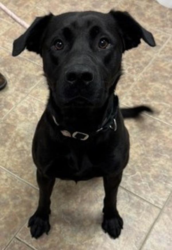 Enlarge Beau, a Adoptable mixed breed in Littleton, CO image 1/1