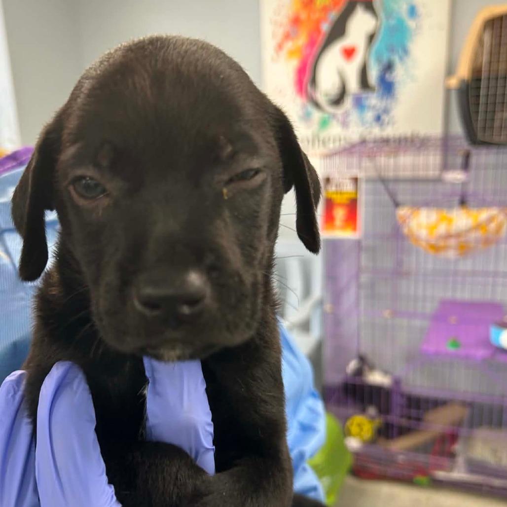 Enlarge Brioche, a Adoptable Mixed Breed in Duncan, OK image 1/5