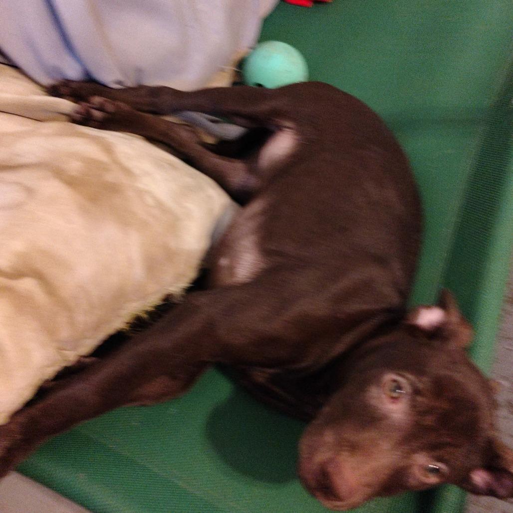 Enlarge Brioche, a Adoptable Mixed Breed in Duncan, OK image 2/5