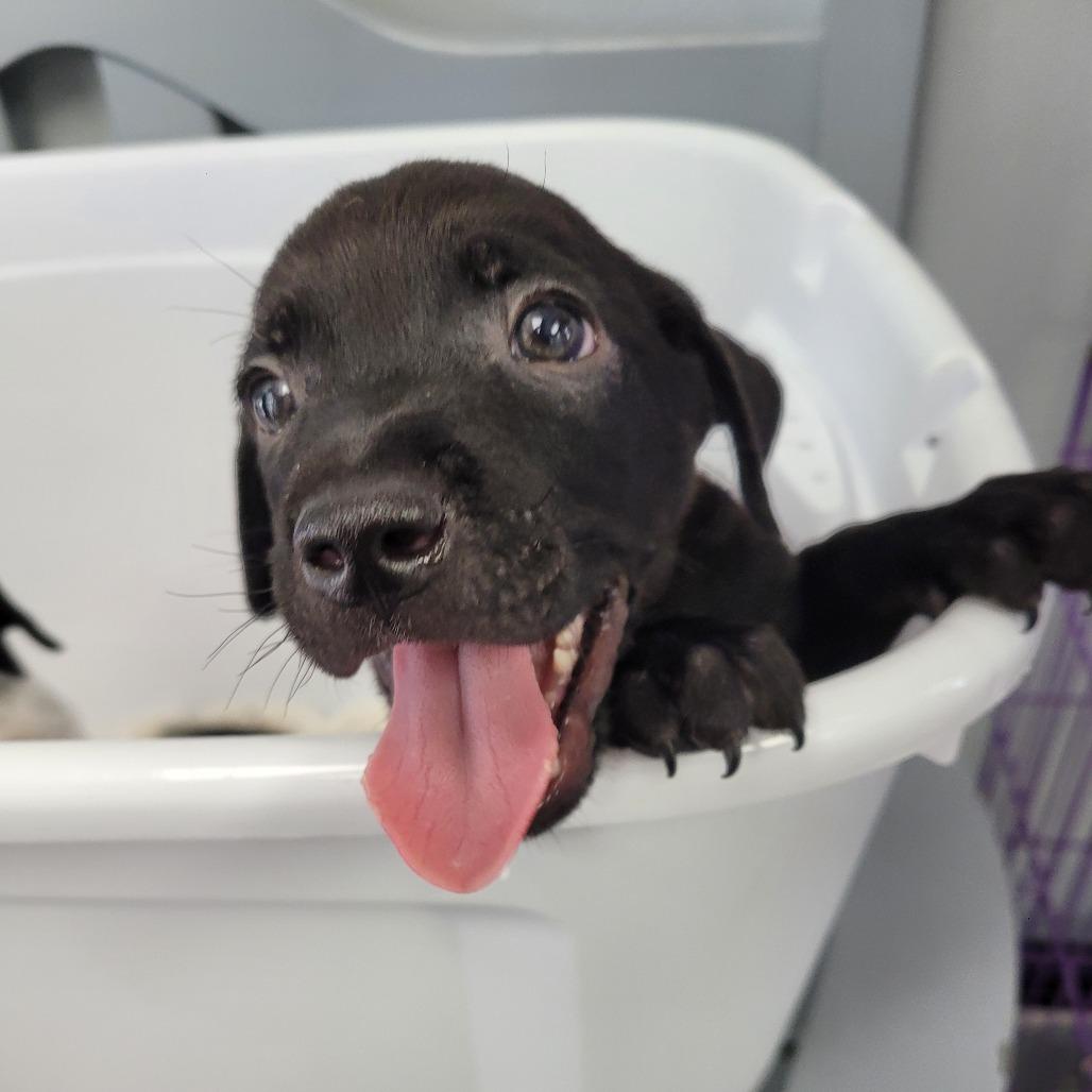 Enlarge Brioche, a Adoptable Mixed Breed in Duncan, OK image 3/5