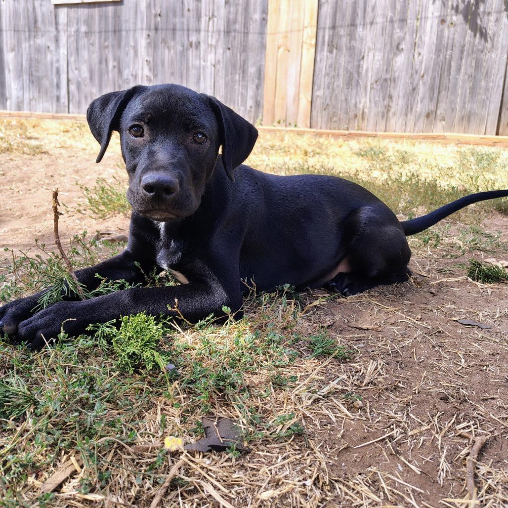 Enlarge Brioche, a Adoptable Mixed Breed in Duncan, OK image 4/5