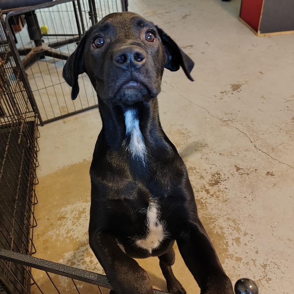 Enlarge Brioche, a Adoptable Mixed Breed in Duncan, OK image 5/5