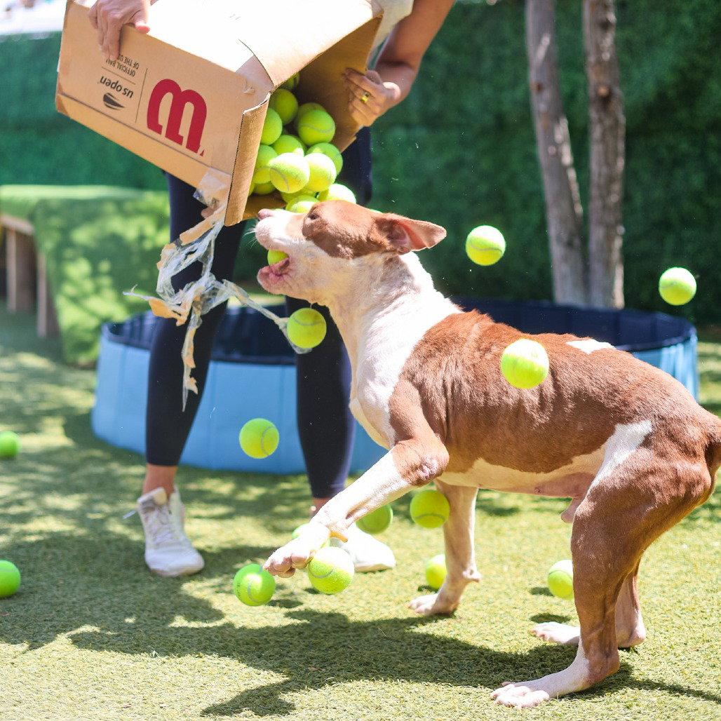 Harry, Adoptable, Senior Male Terrier.