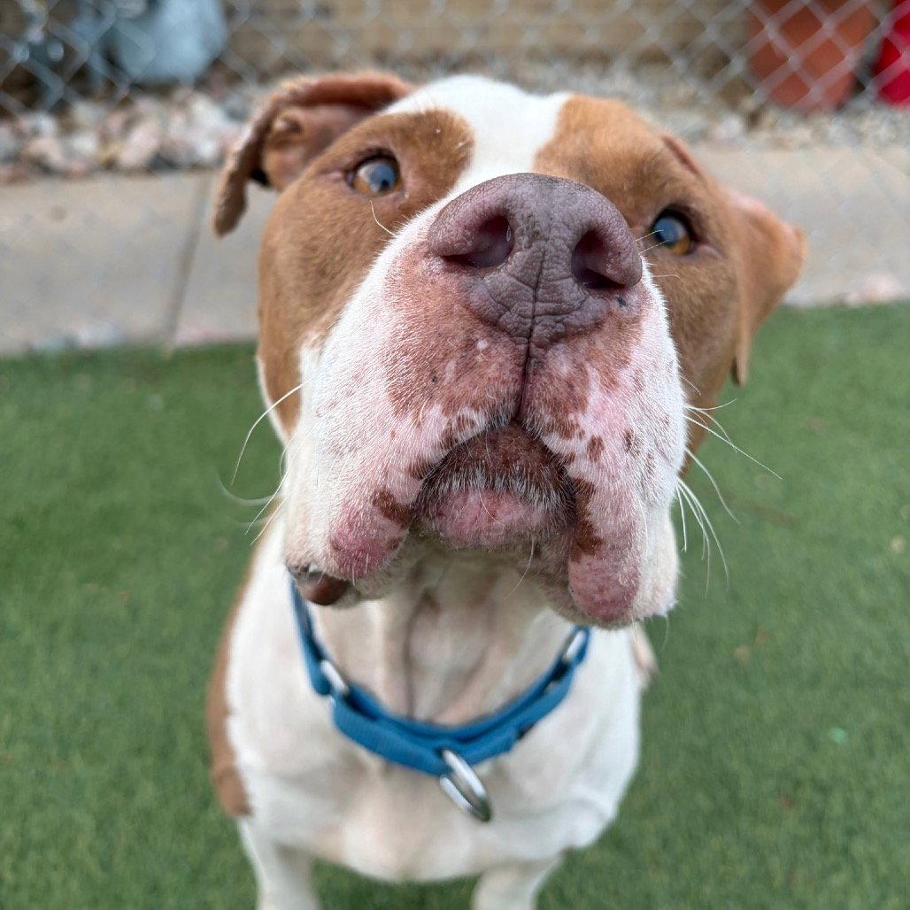 Enlarge Harry, a Adoptable Terrier in Dallas, TX image 2/3
