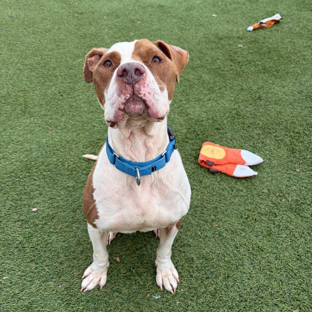 Enlarge Harry, a Adoptable Terrier in Dallas, TX image 3/3