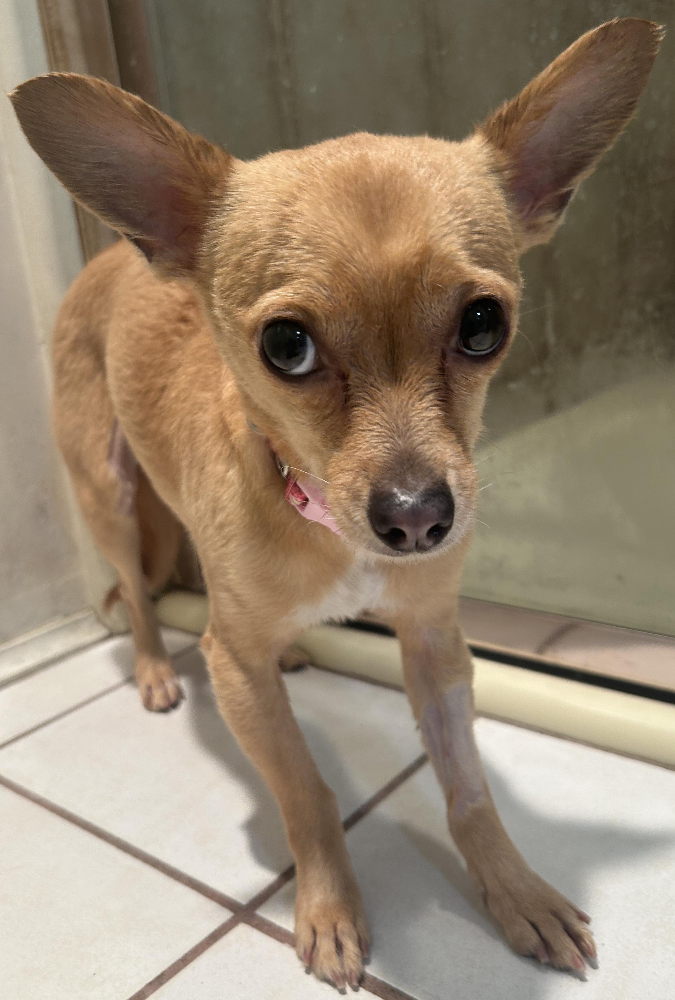 MARIA, a ADOPTABLE mixed breed in El Cajon, CA image 1/6