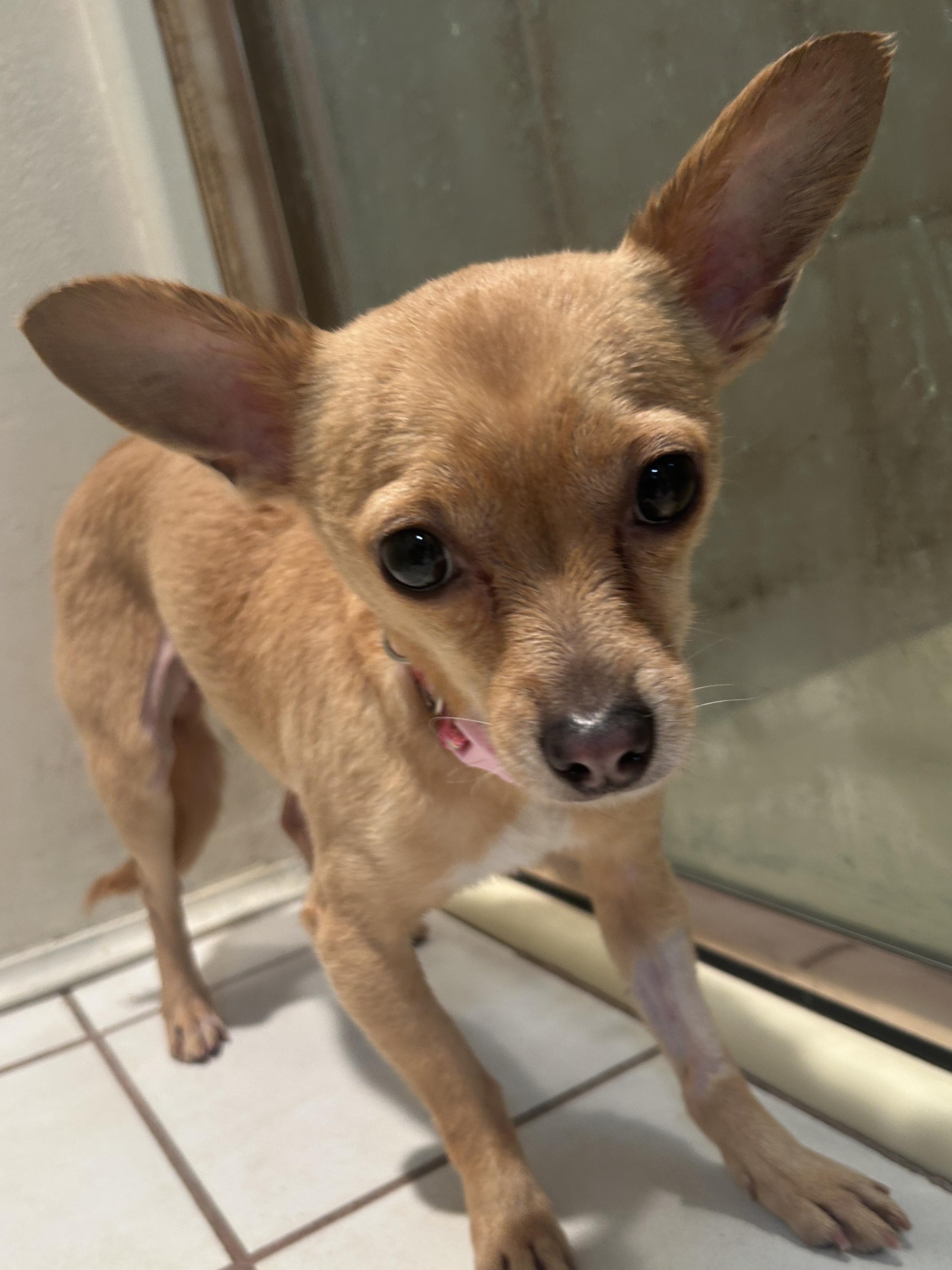 MARIA, a ADOPTABLE mixed breed in El Cajon, CA image 6/6