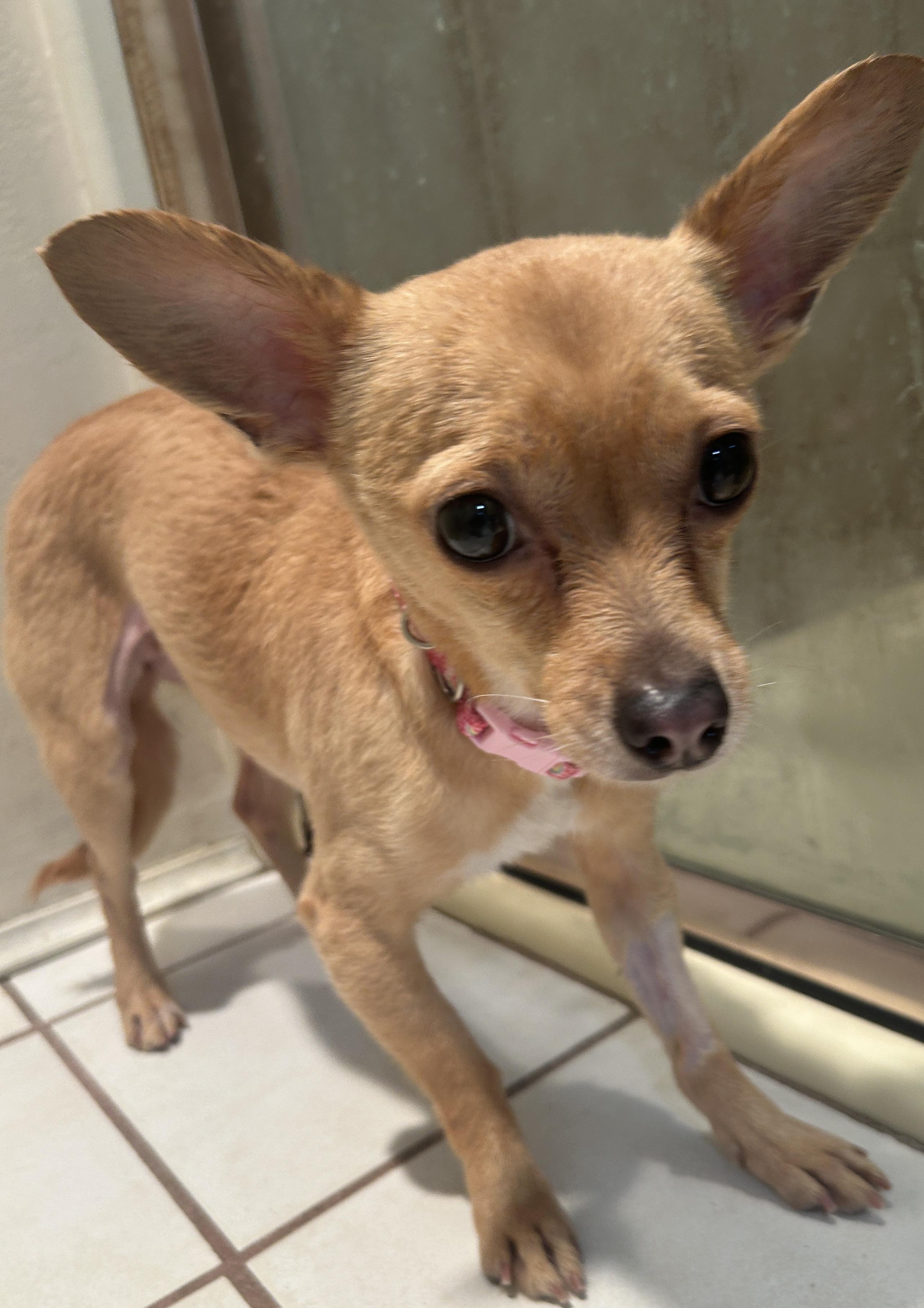 MARIA, a ADOPTABLE mixed breed in El Cajon, CA image 5/6