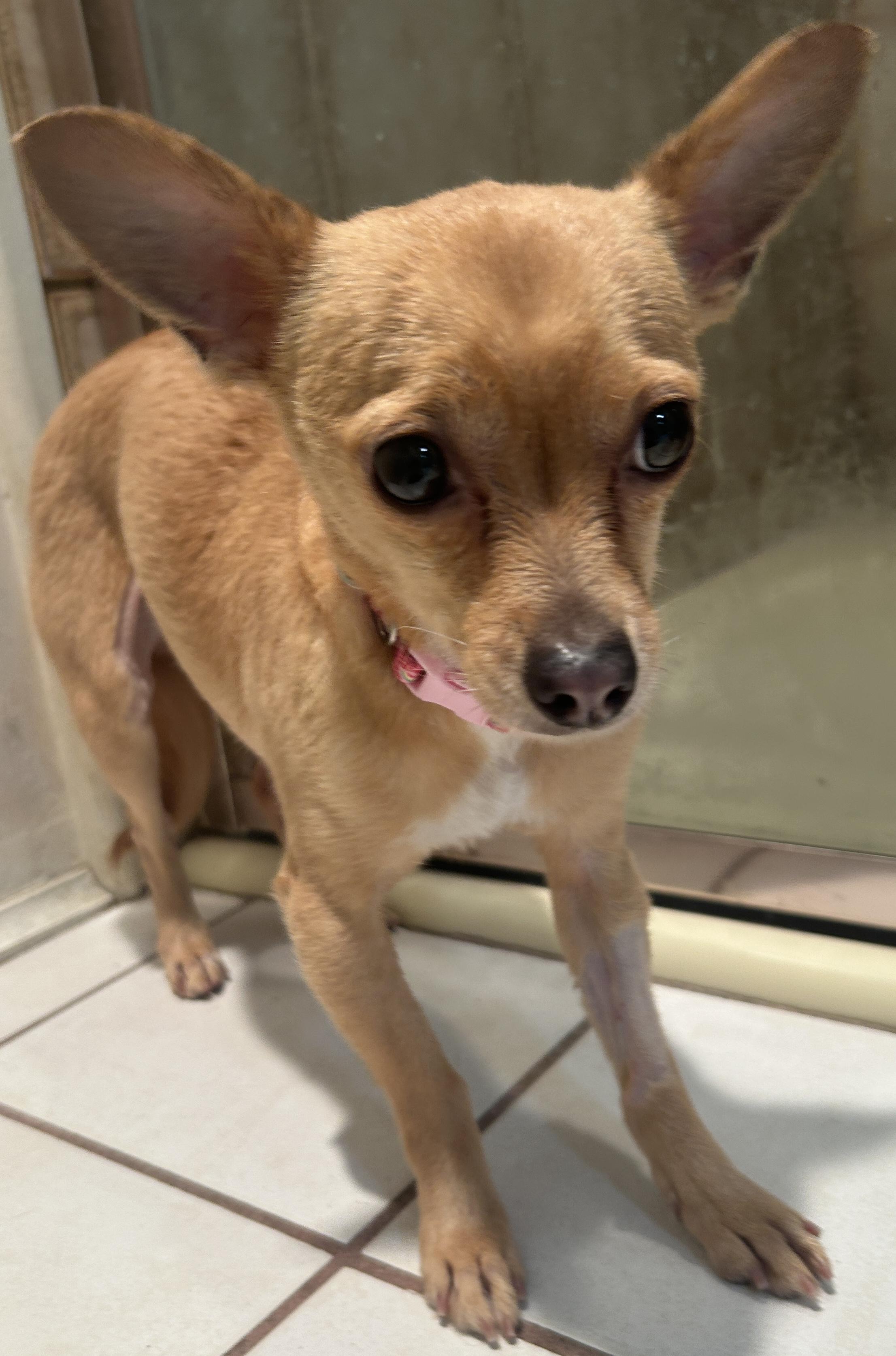 MARIA, a ADOPTABLE mixed breed in El Cajon, CA image 4/6