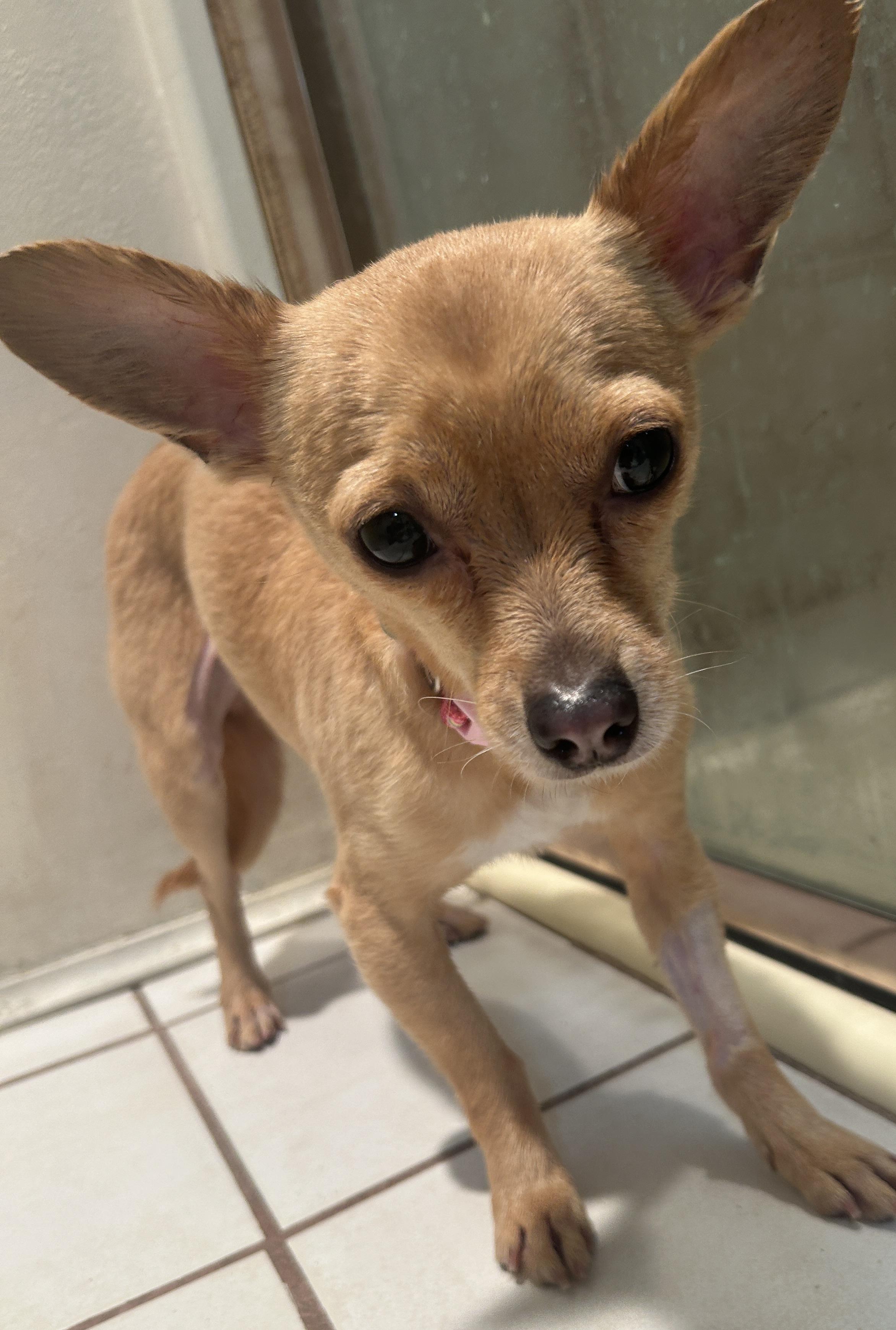 MARIA, a ADOPTABLE mixed breed in El Cajon, CA image 3/6