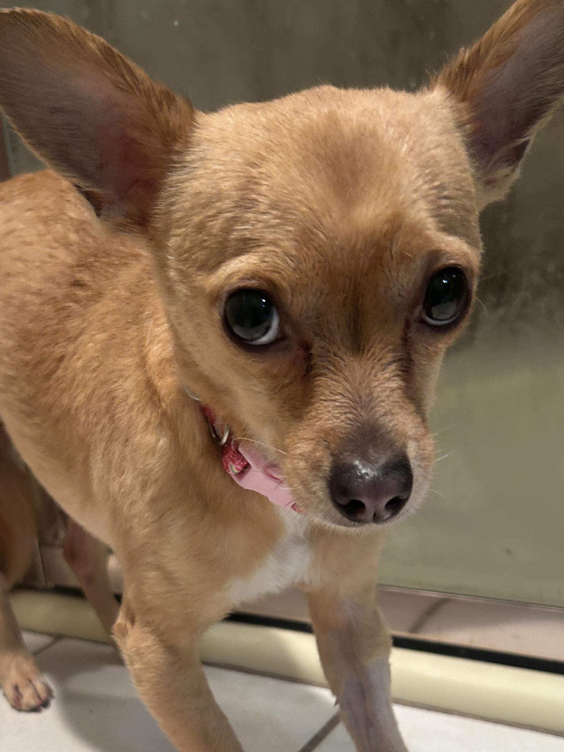 MARIA, a ADOPTABLE mixed breed in El Cajon, CA image 2/6