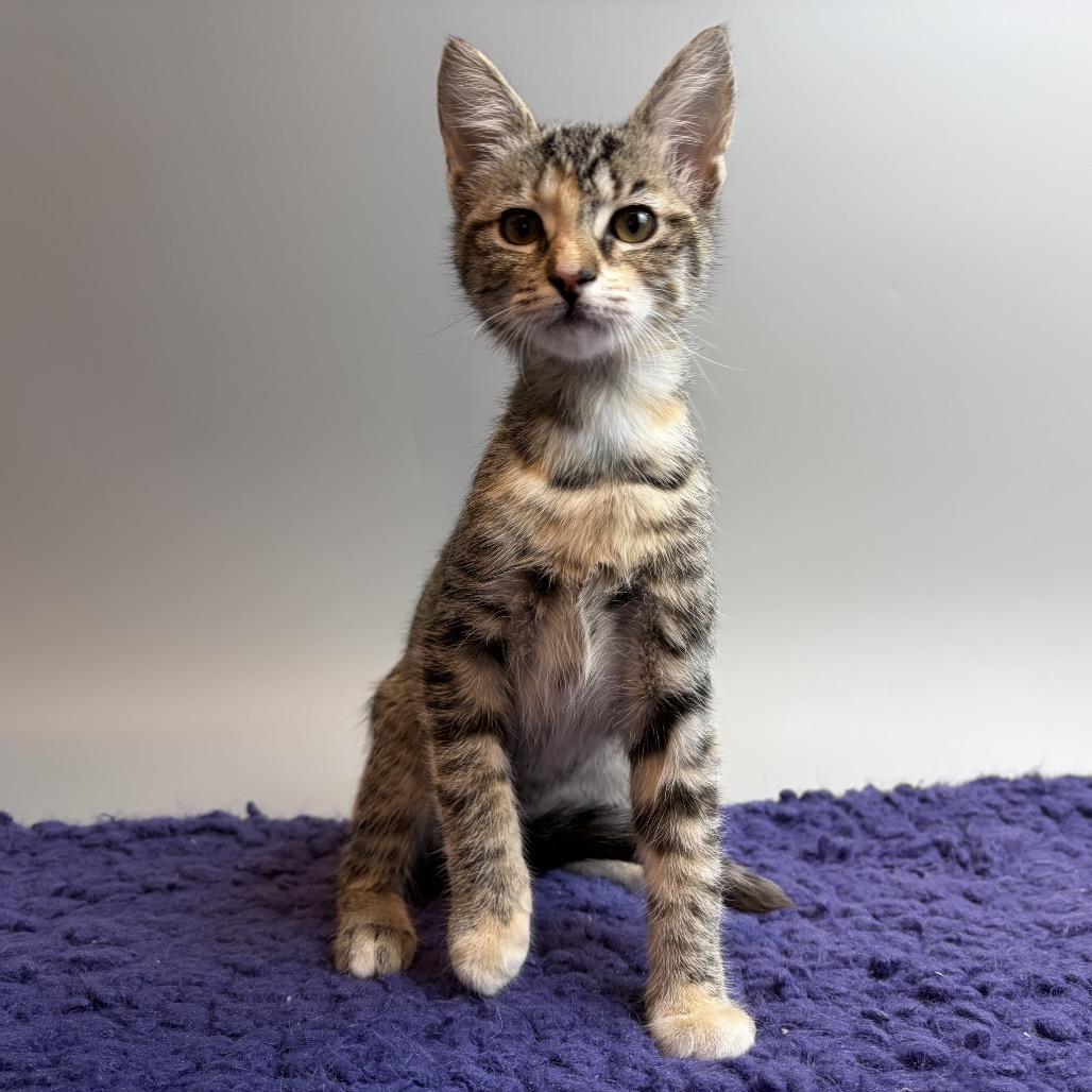 Enlarge Zeppelin, a Adoptable Domestic Short Hair in San Antonio, TX image 1/6