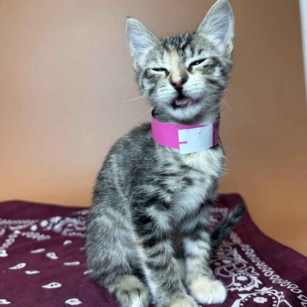 Enlarge Zeppelin, a Adoptable Domestic Short Hair in San Antonio, TX image 2/6