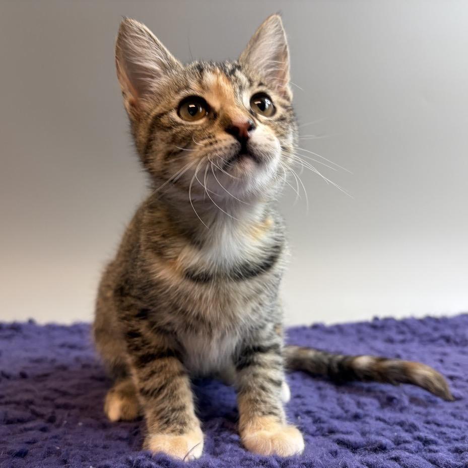 Enlarge Zeppelin, a Adoptable Domestic Short Hair in San Antonio, TX image 3/6