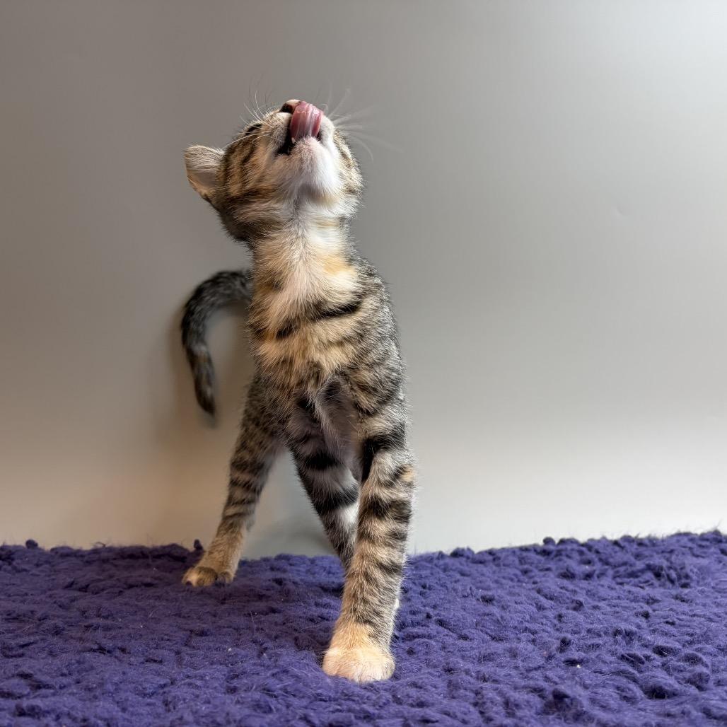 Enlarge Zeppelin, a Adoptable Domestic Short Hair in San Antonio, TX image 4/6