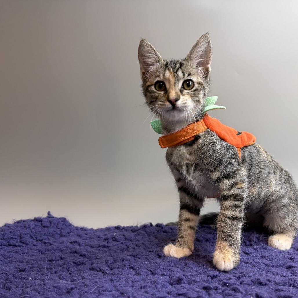 Enlarge Zeppelin, a Adoptable Domestic Short Hair in San Antonio, TX image 5/6