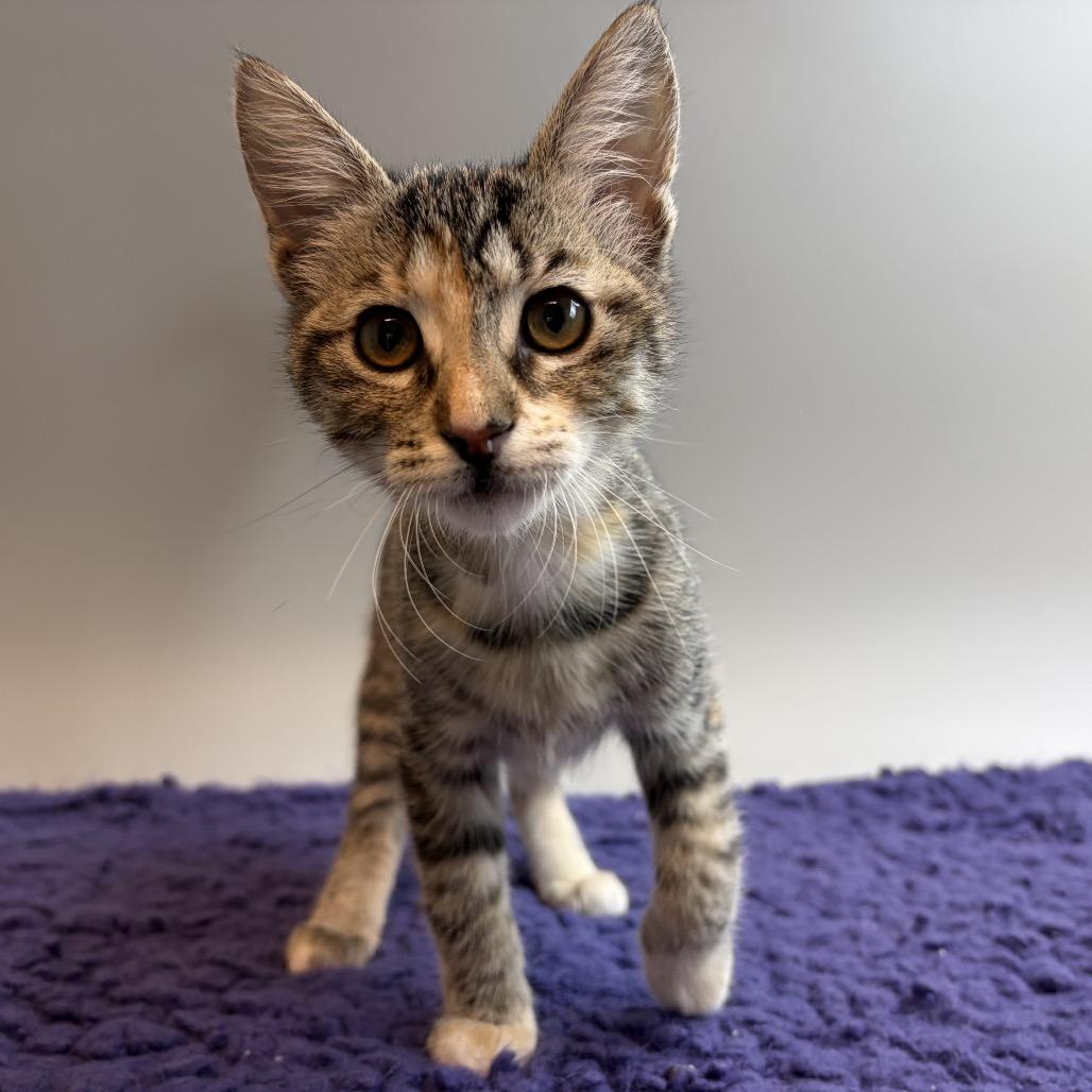 Enlarge Zeppelin, a Adoptable Domestic Short Hair in San Antonio, TX image 6/6