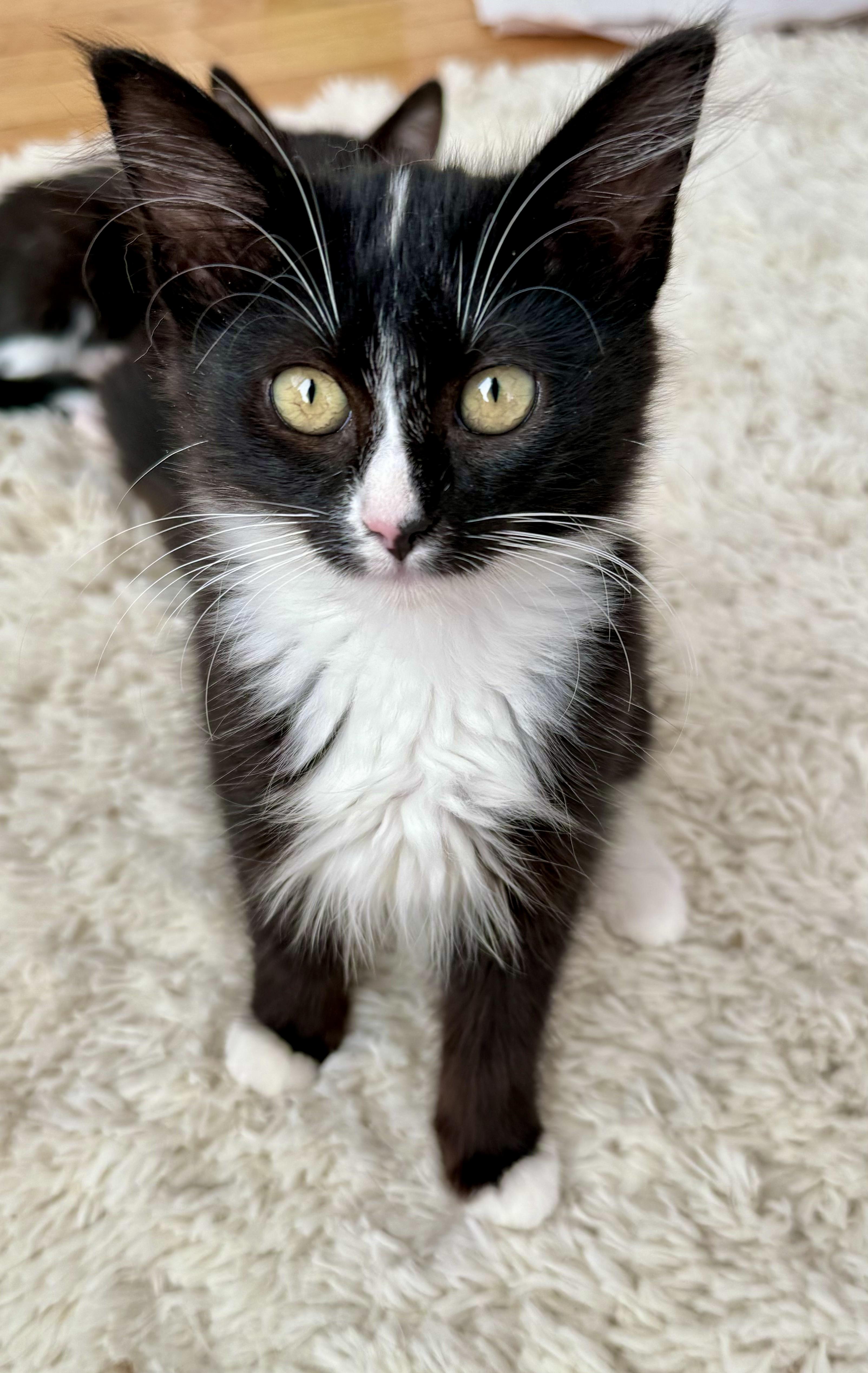 Enlarge Destiny (F), a Adopted American Shorthair in Los Angeles, CA image 1/3