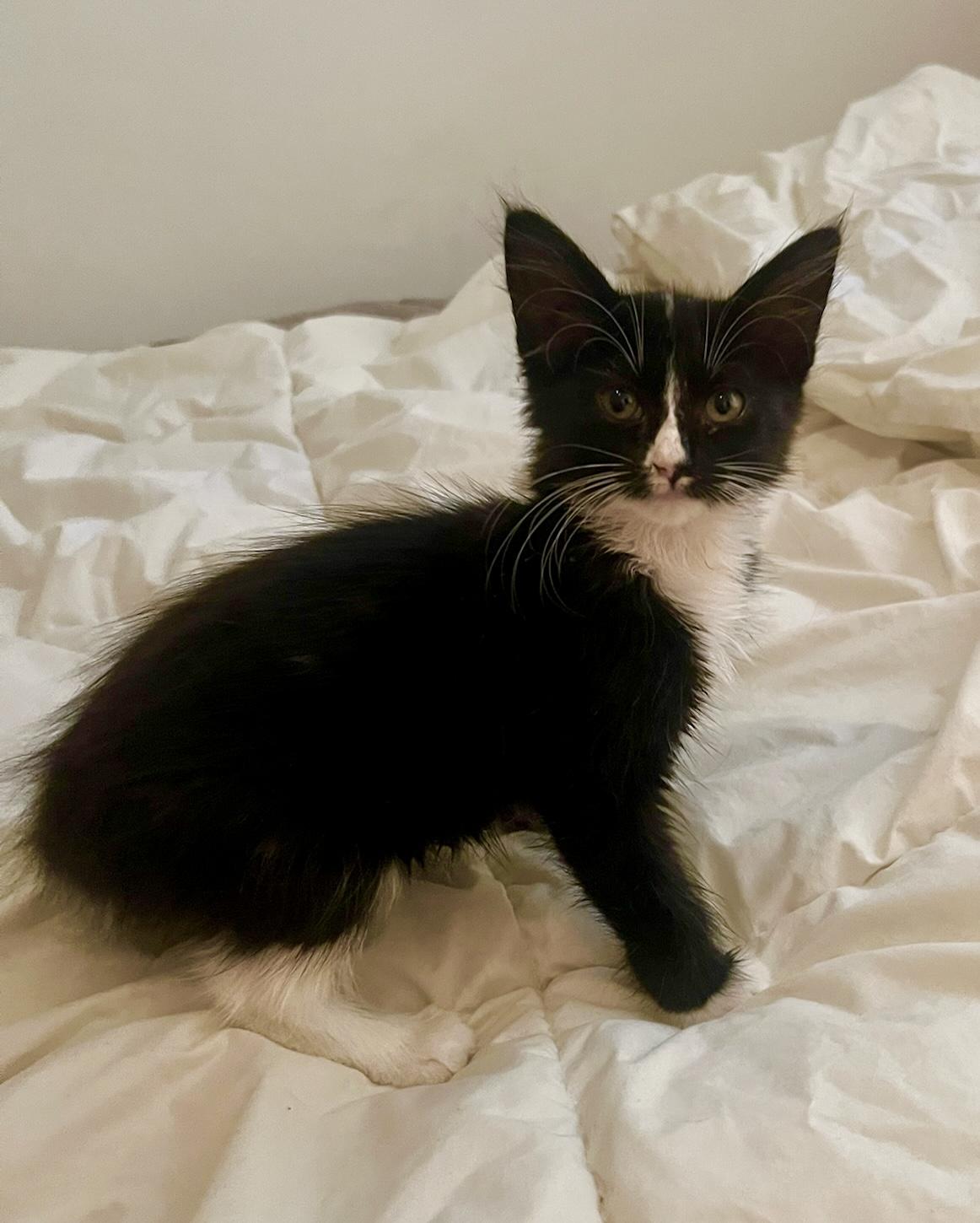 Enlarge Destiny (F), a Adopted American Shorthair in Los Angeles, CA image 2/3