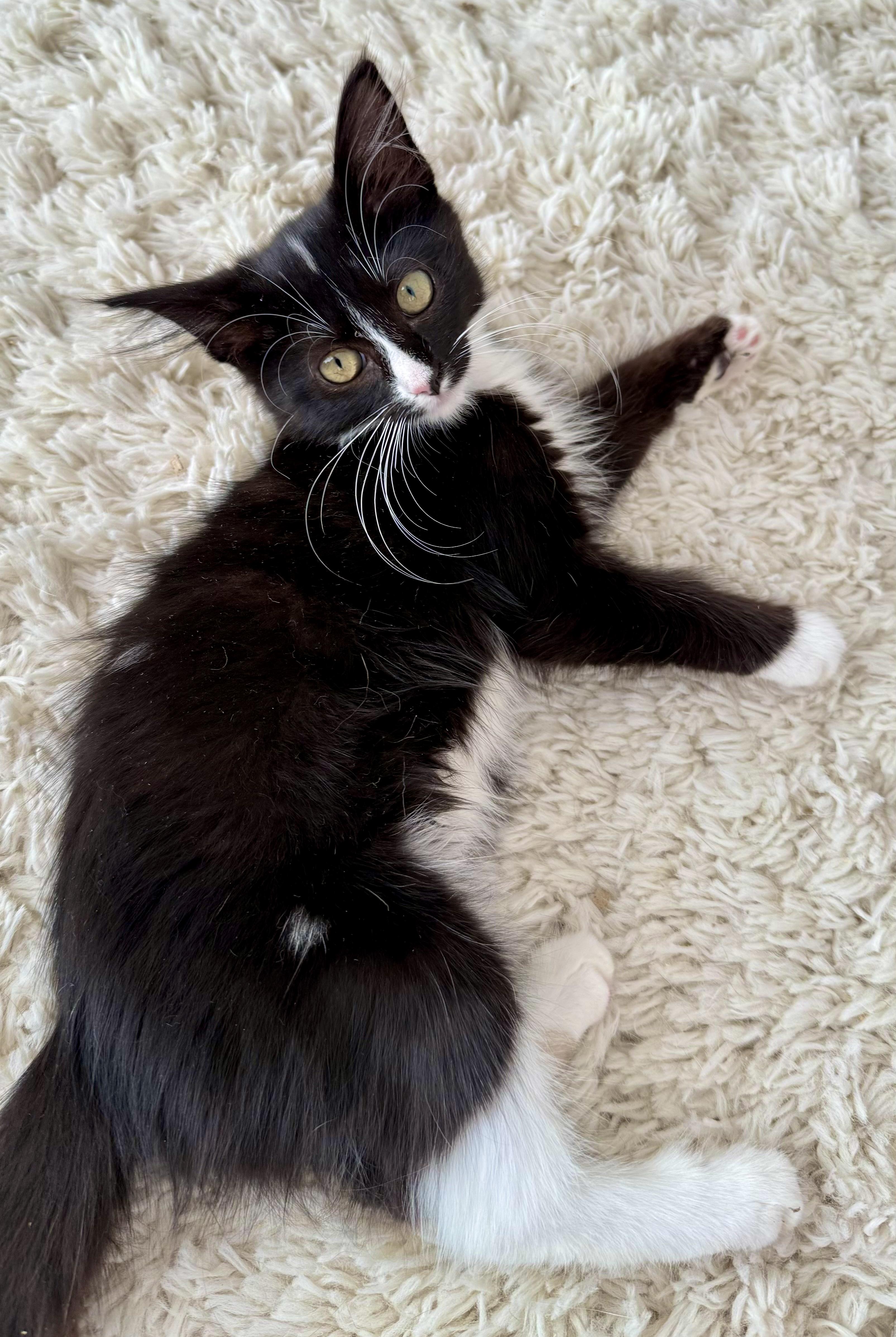 Enlarge Destiny (F), a Adopted American Shorthair in Los Angeles, CA image 3/3