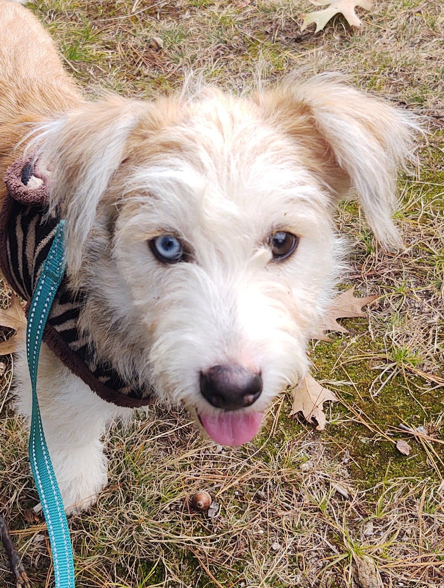 Stella- meet me Saturday, Adoptable, Puppy Female Terrier.