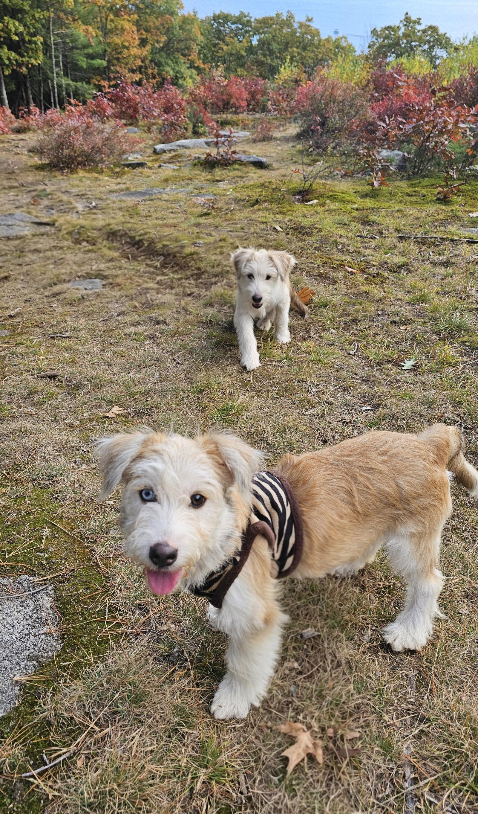 Enlarge Stella- meet me Saturday, a Adoptable Terrier in Croydon, NH image 2/3